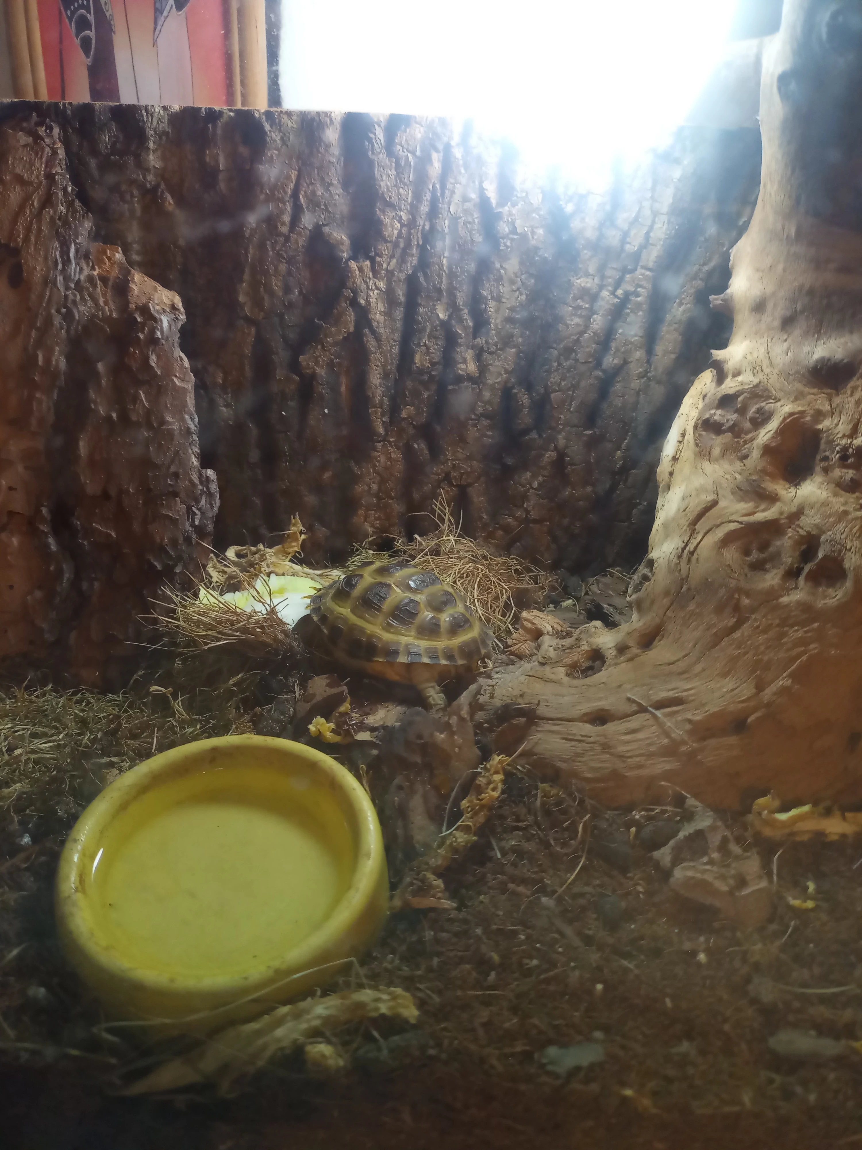 Prodám želvu stepní