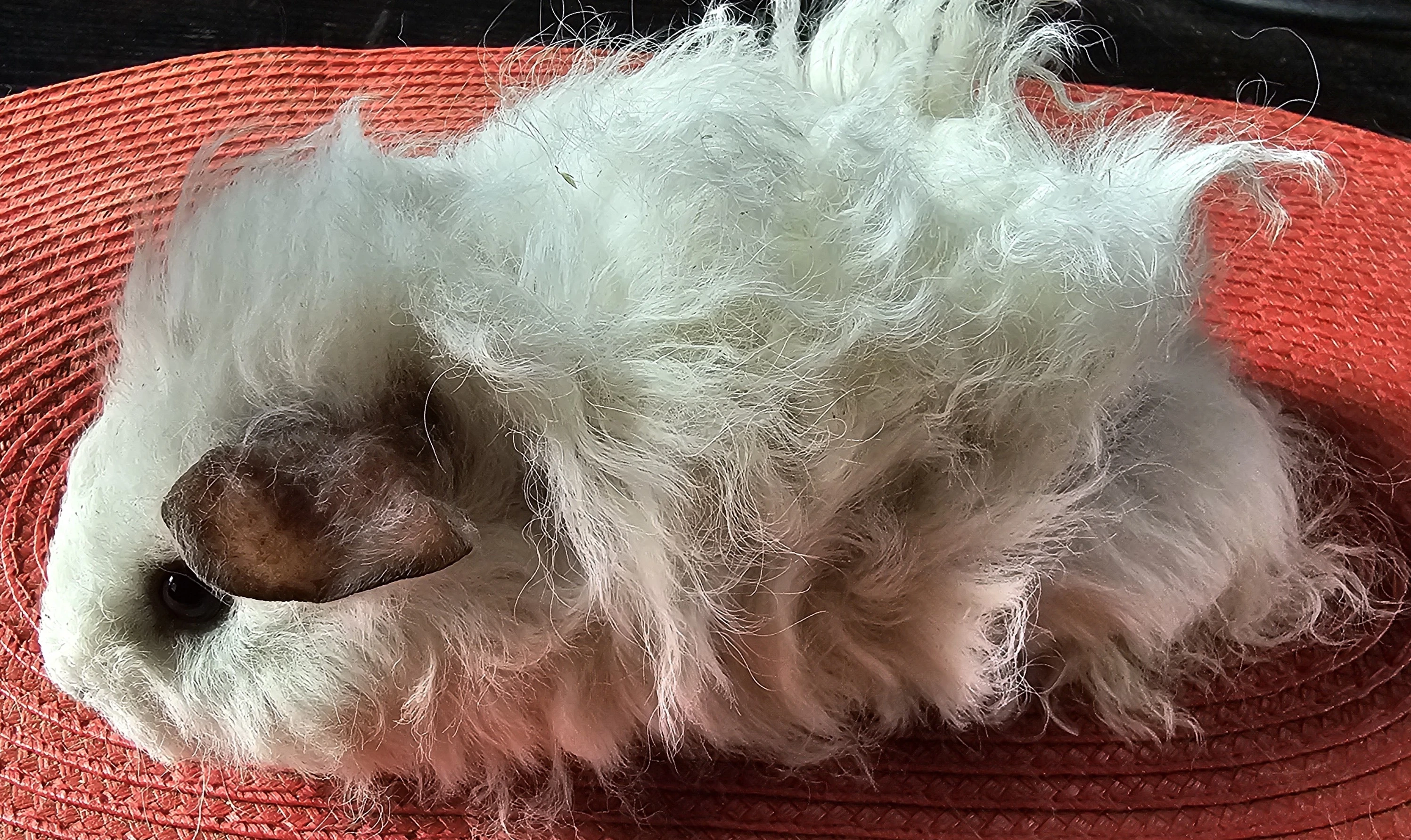 Prodám dlouhosrstá morčata peruánce a lunkarye