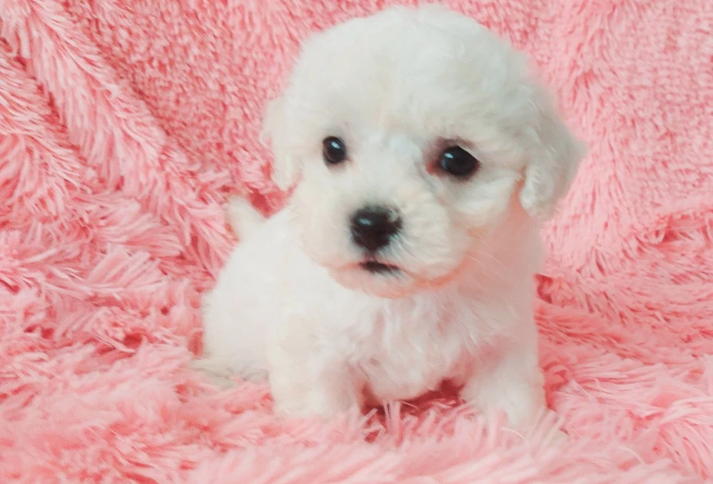 Bišonek frisé s PP