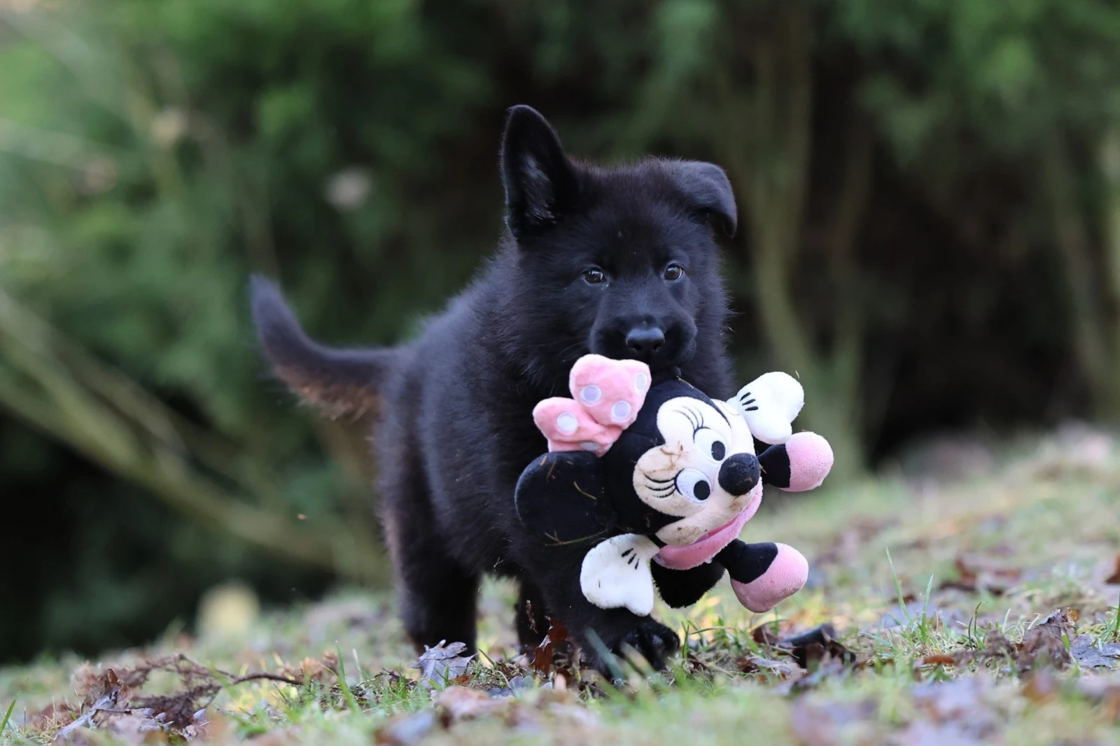 Německý ovčák fena s PP