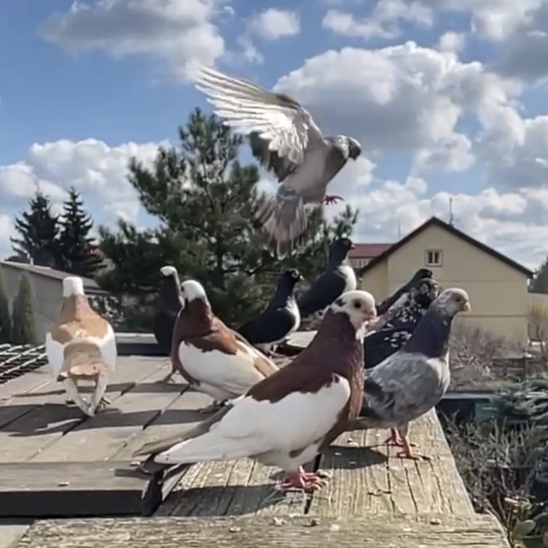 Prodám Pražské rejdiče krátkozobé