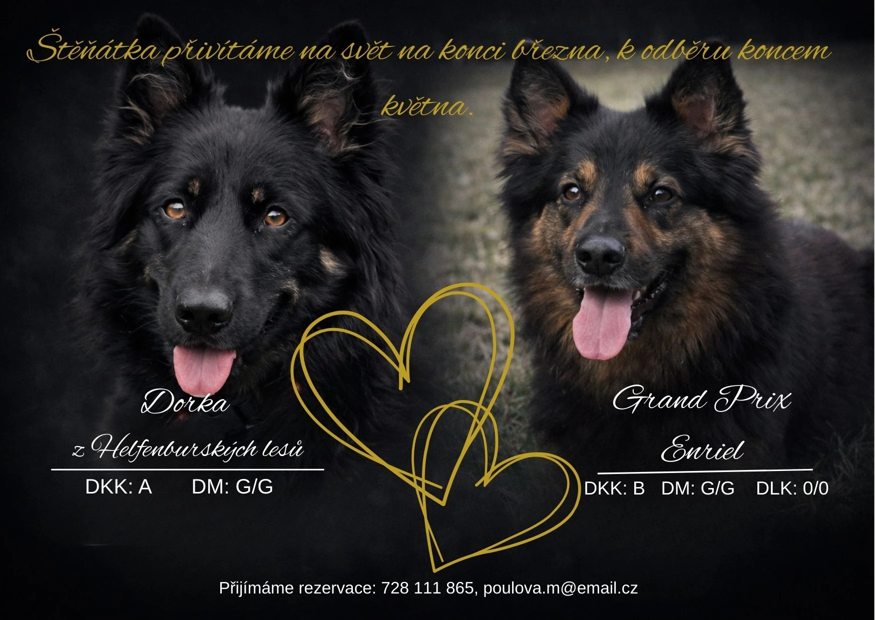 Chodský pes - štěňátka s PP