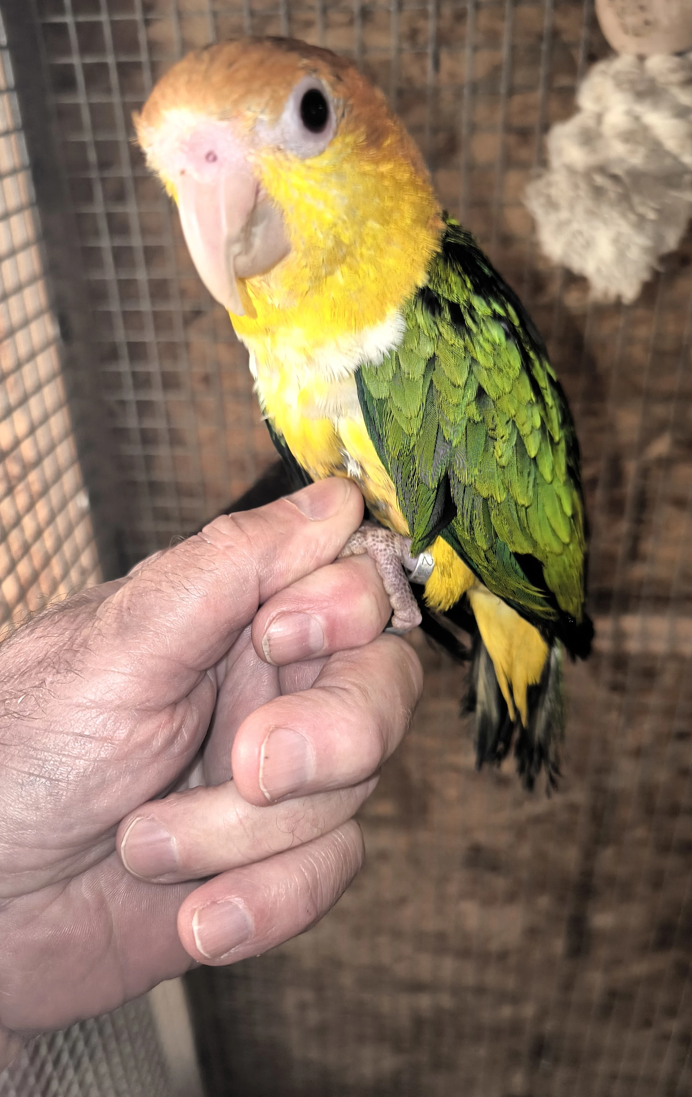 Amazonek bělobřichý – samička, ochočená, DNA