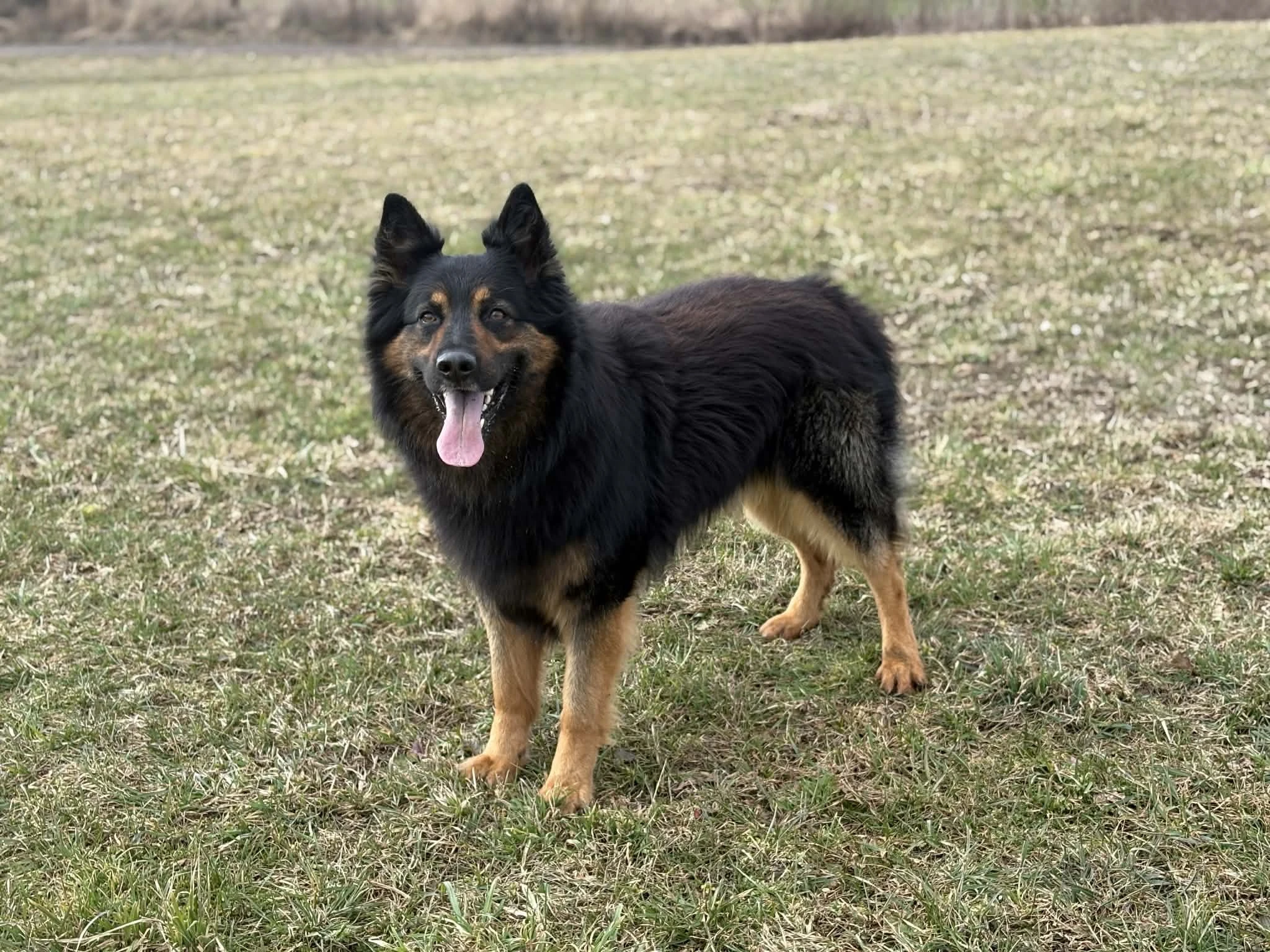 Chodský pes - štěňátka s PP