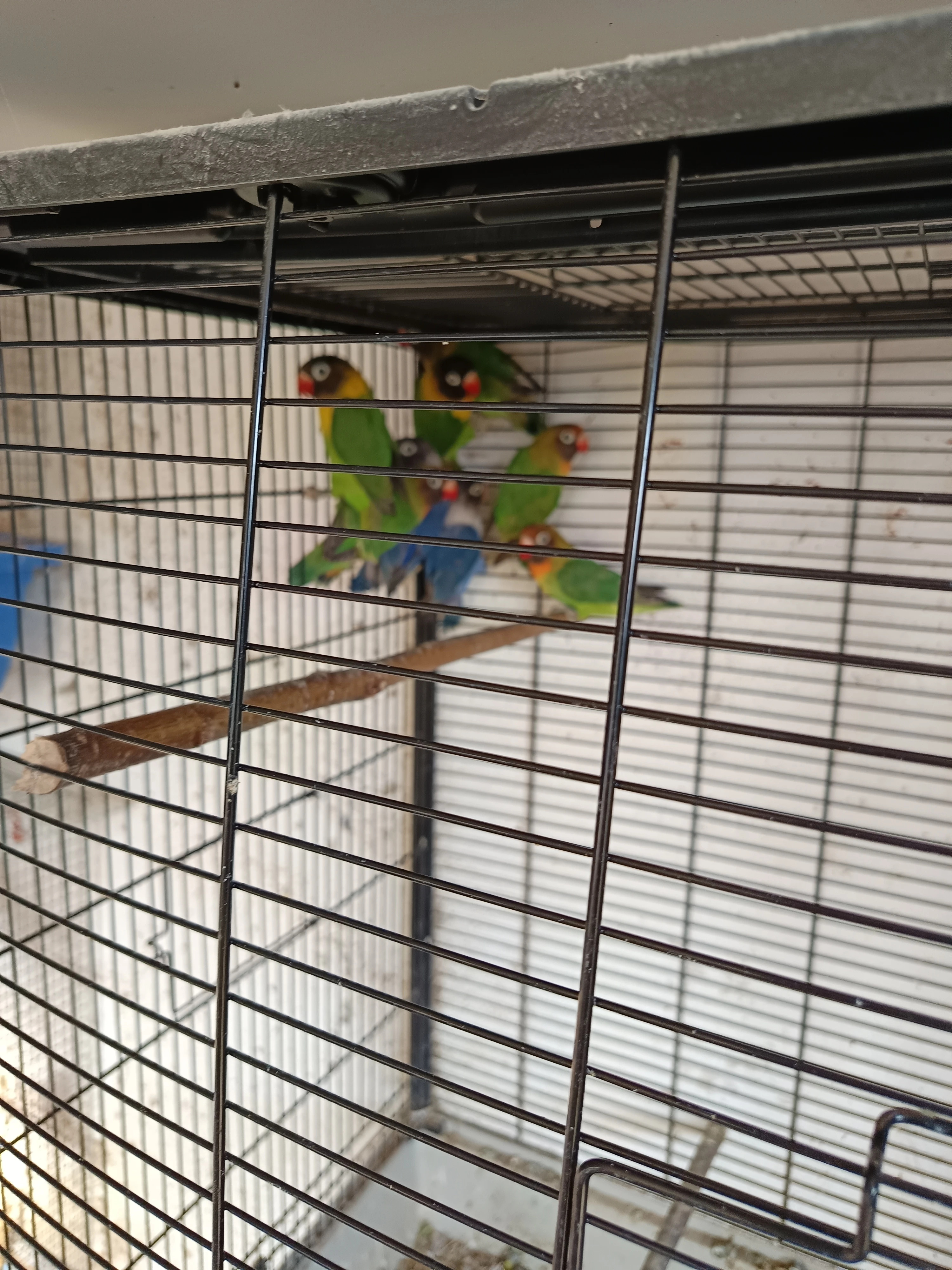 Agapornis škraboškový