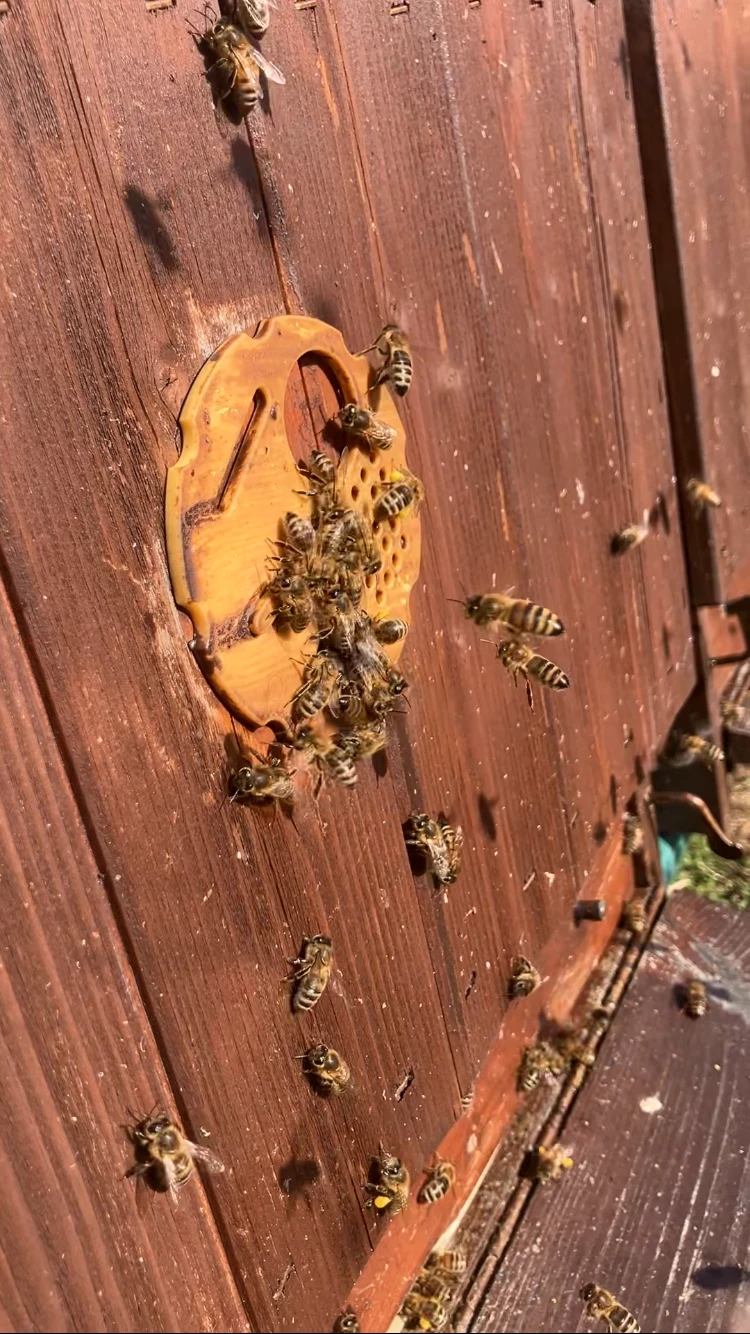 Vyzimovaná včelstva