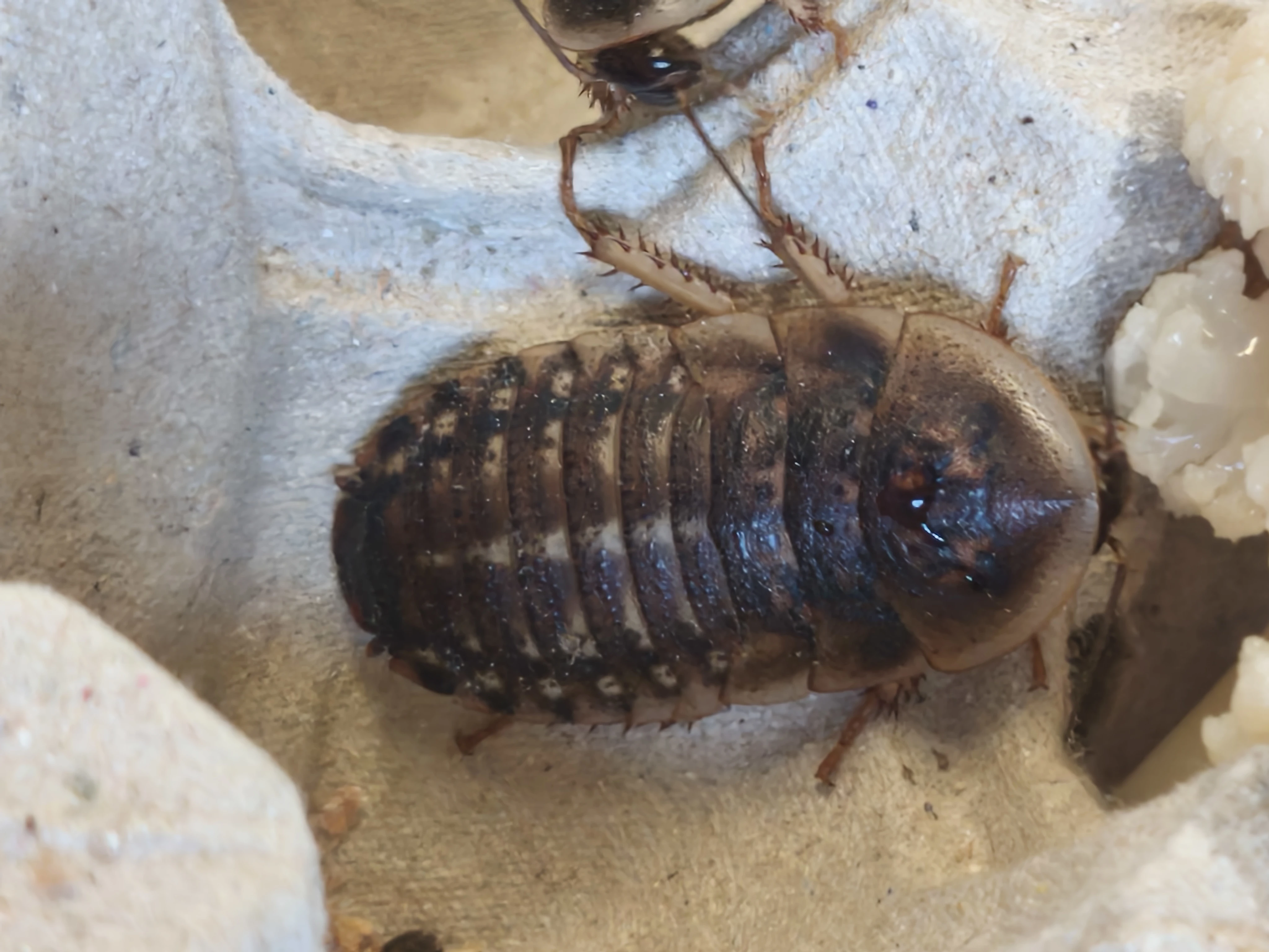 Švaby blaptica dubia a S tartara