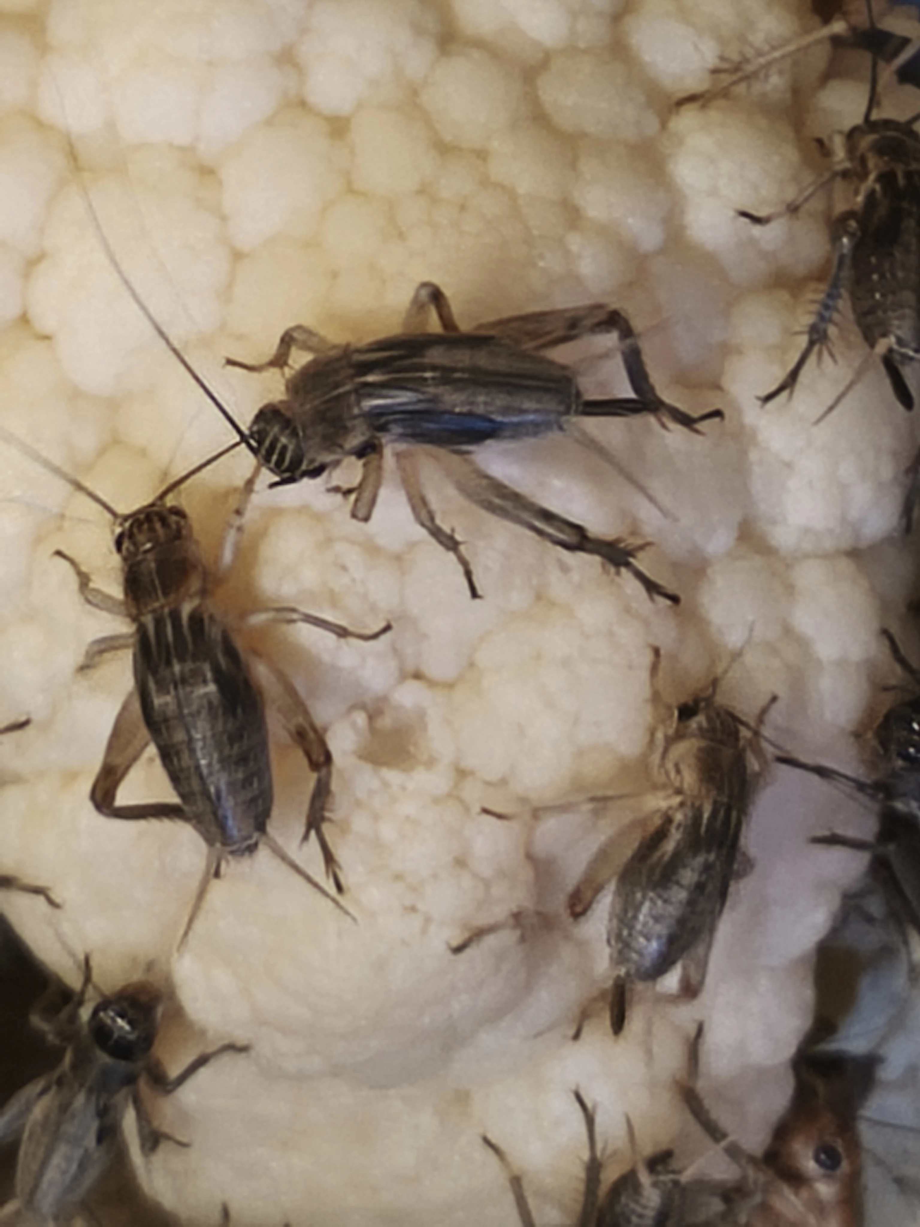 Cvrček banánový a domácí - různé velikosti