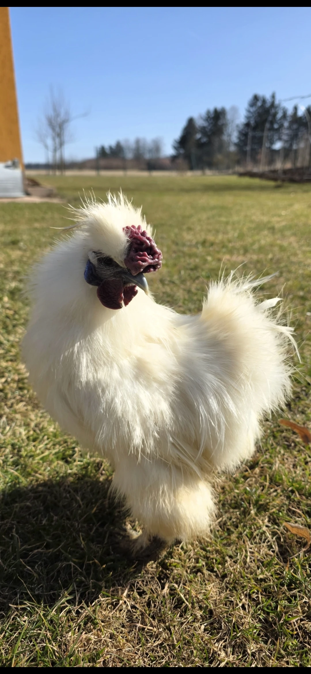 Bílé hedvábničky