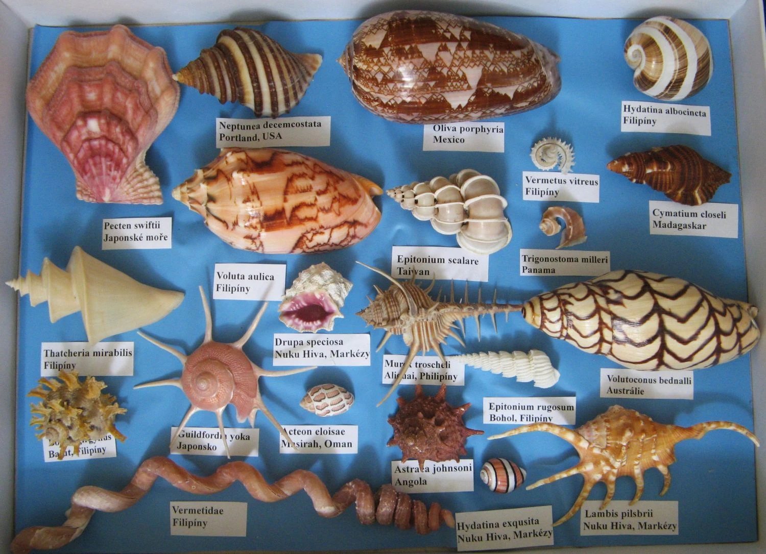Prodejní výstava lastur a všech mořských přírodnin 28. března BRNO