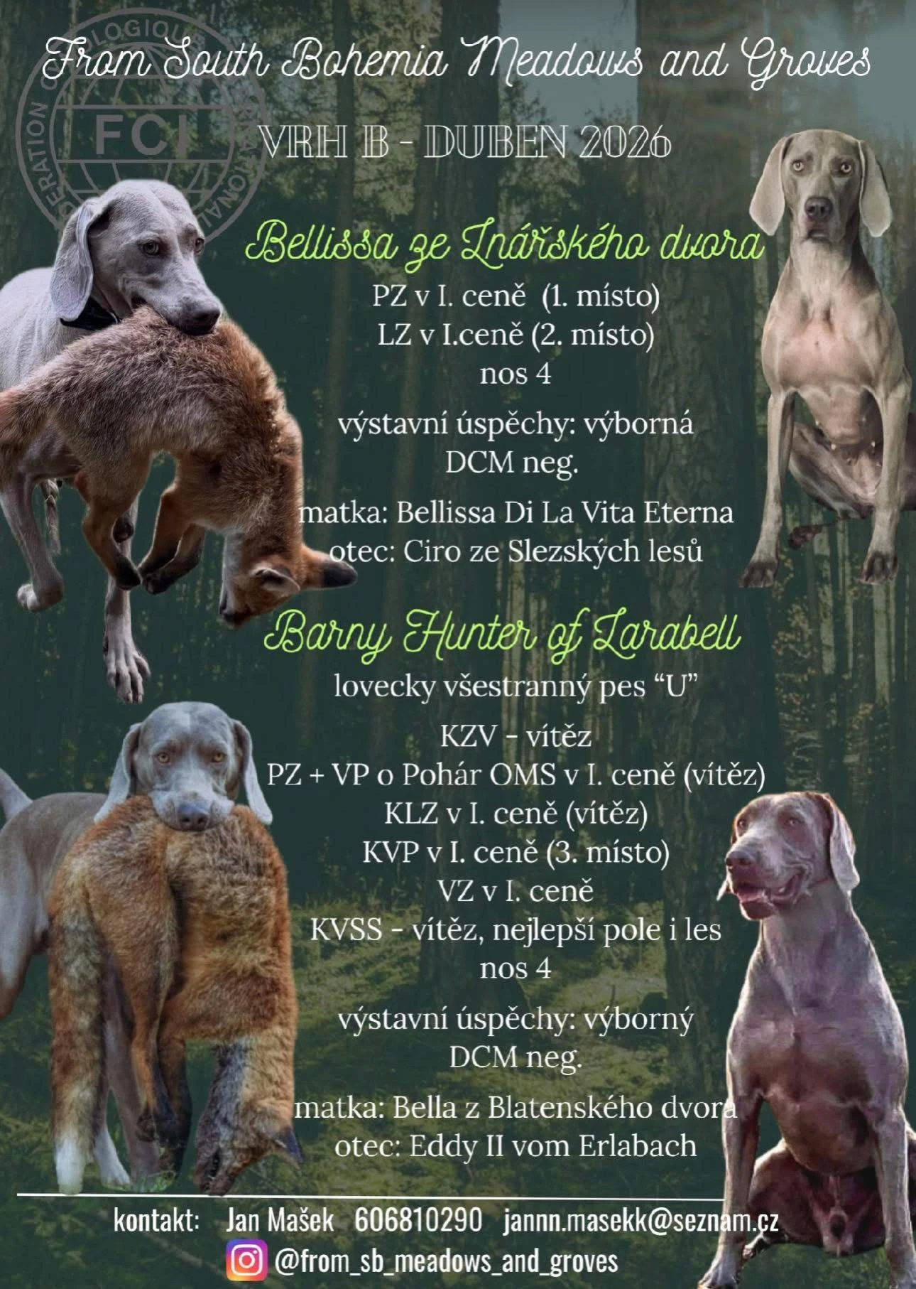 Štěňata Výmarský ohař