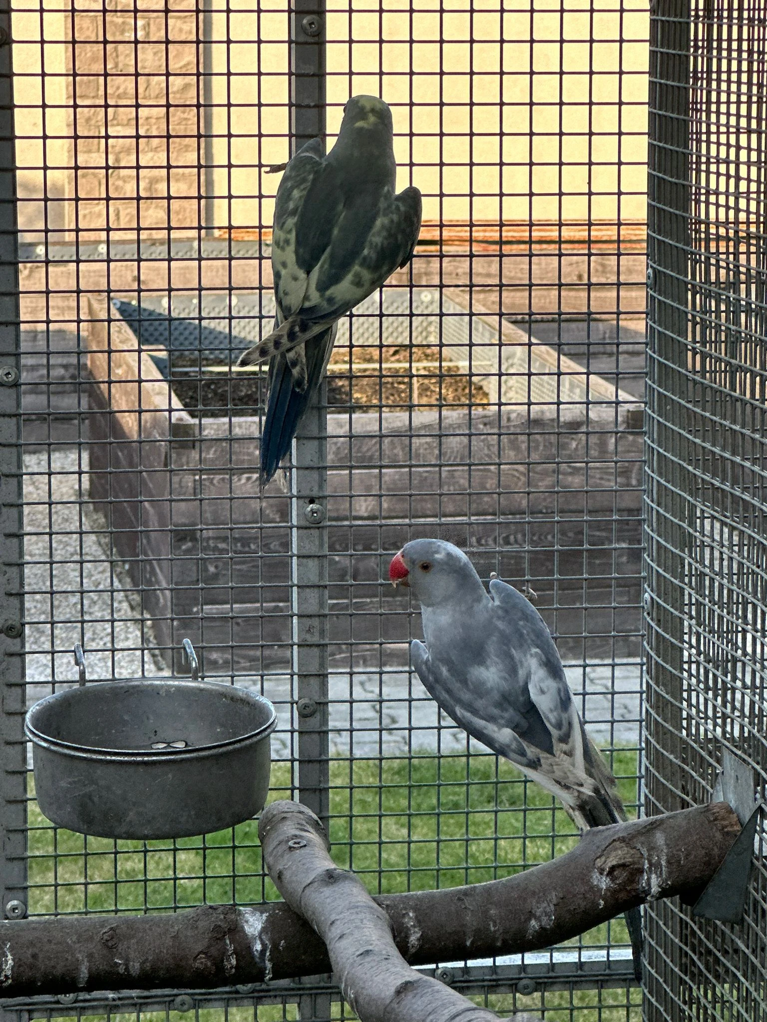 Predám Alexander malý chovný rec.straka kobalt