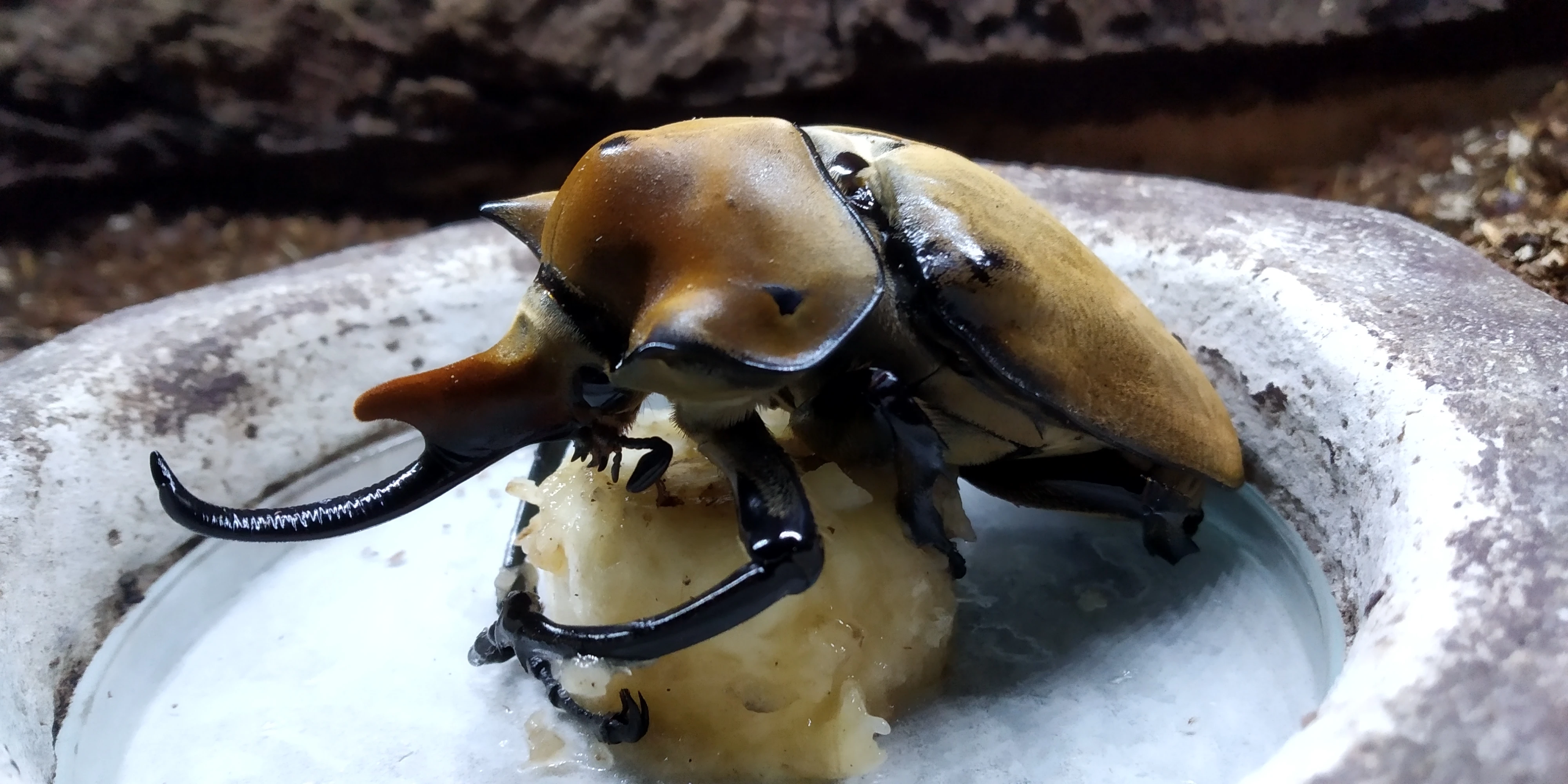 Aktuální nabídka larev zlatohlávků a nosorožíků