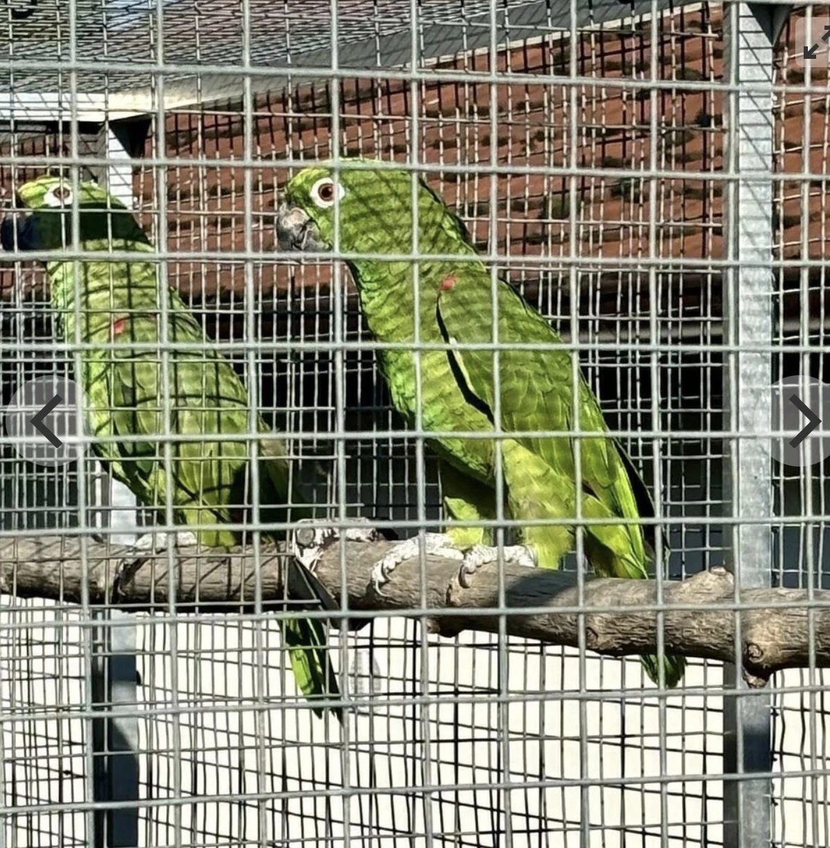 Prodej Amazoňan žlutohlavý surinamský