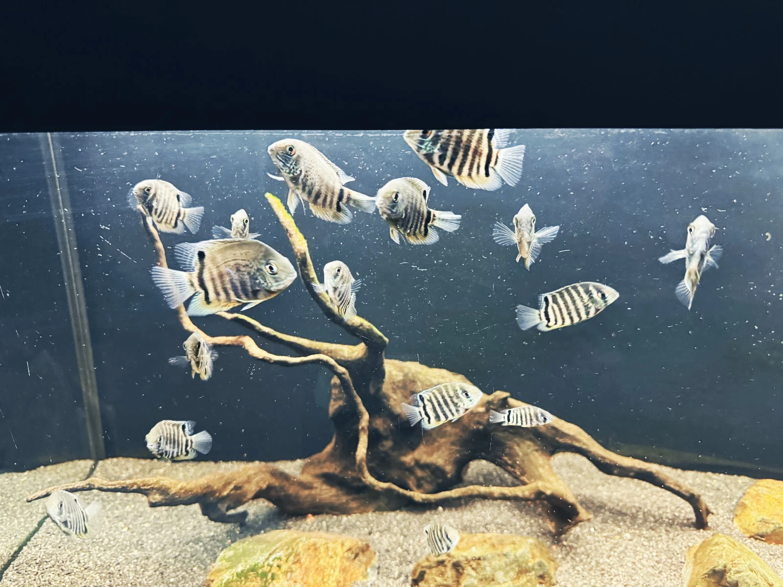 Heros severus – Kančík červenooký, přírodní forma, 7 cm – Praha 3