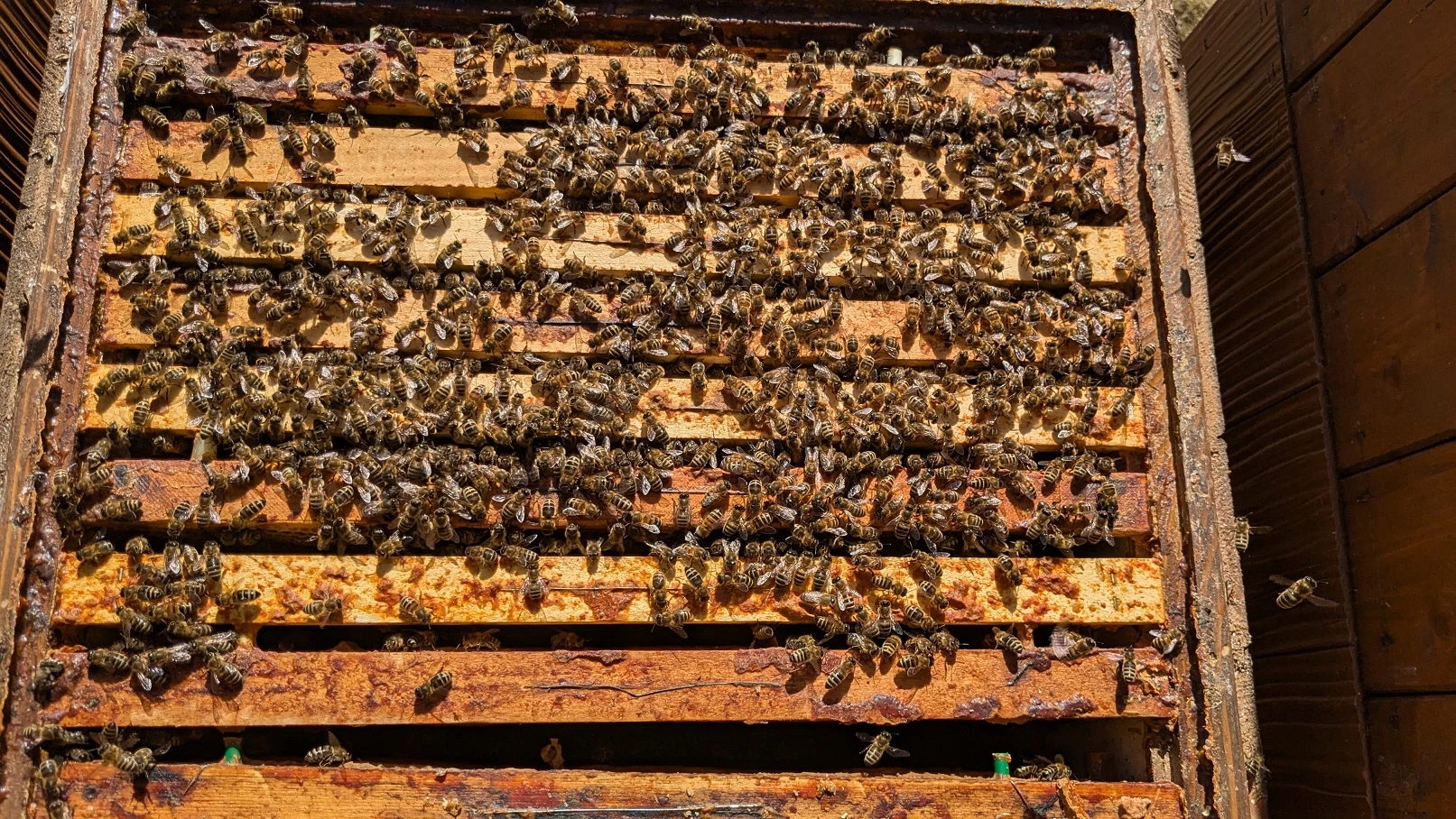 Vyzimovaná včelstva na rámkové míře 39x24cm