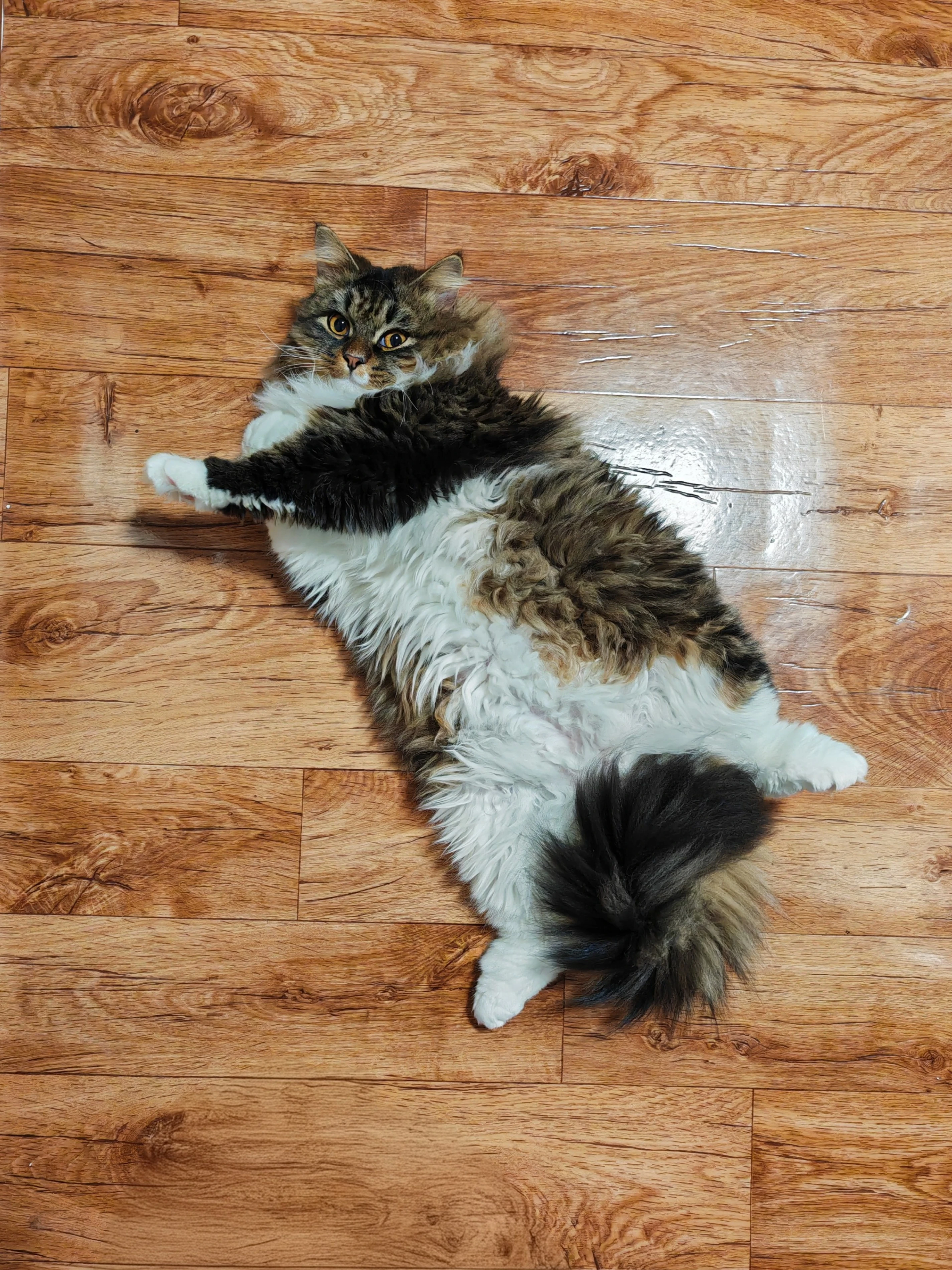 Kocourek Saša hledá domov