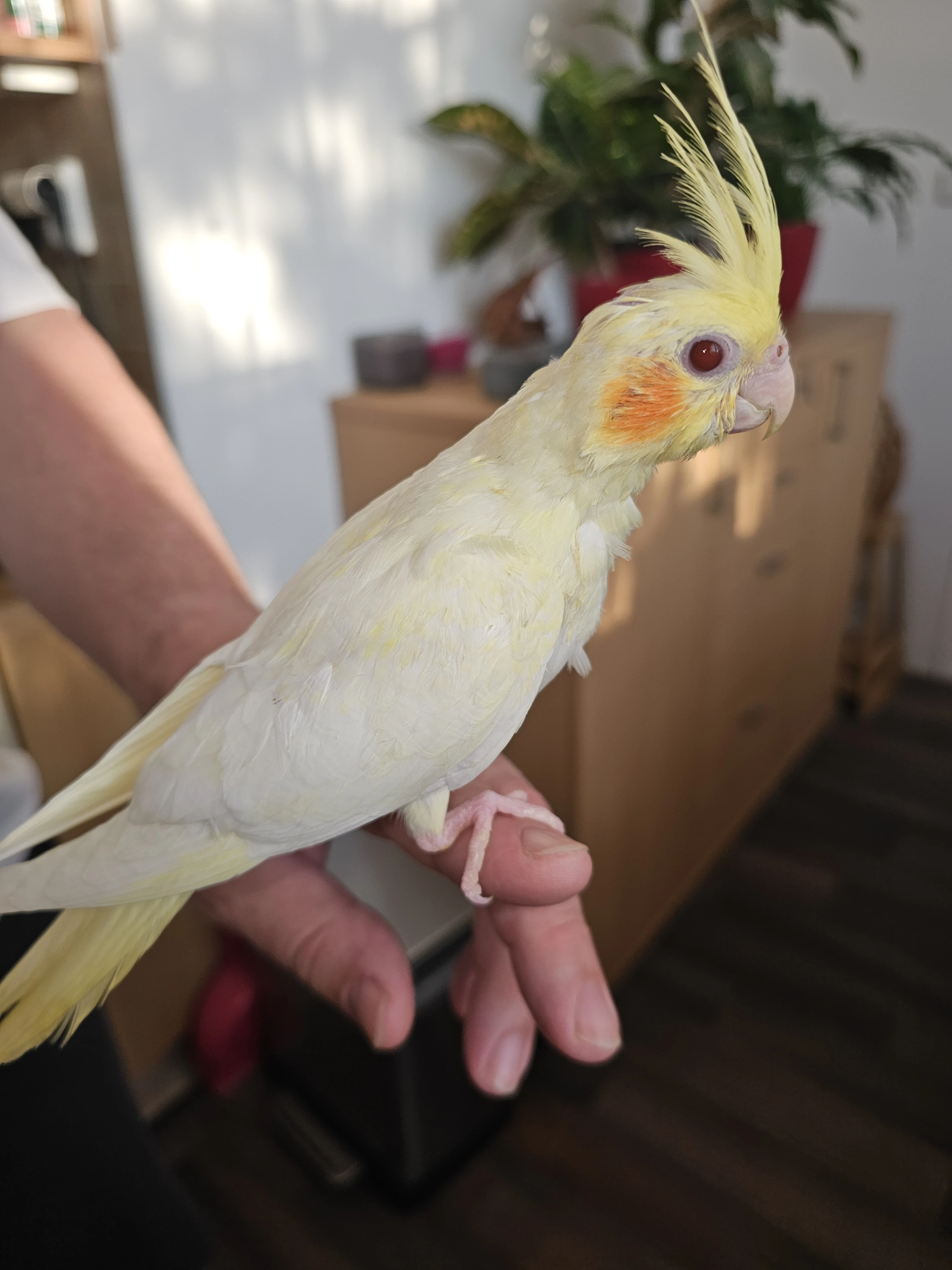 Korela perlová lutino