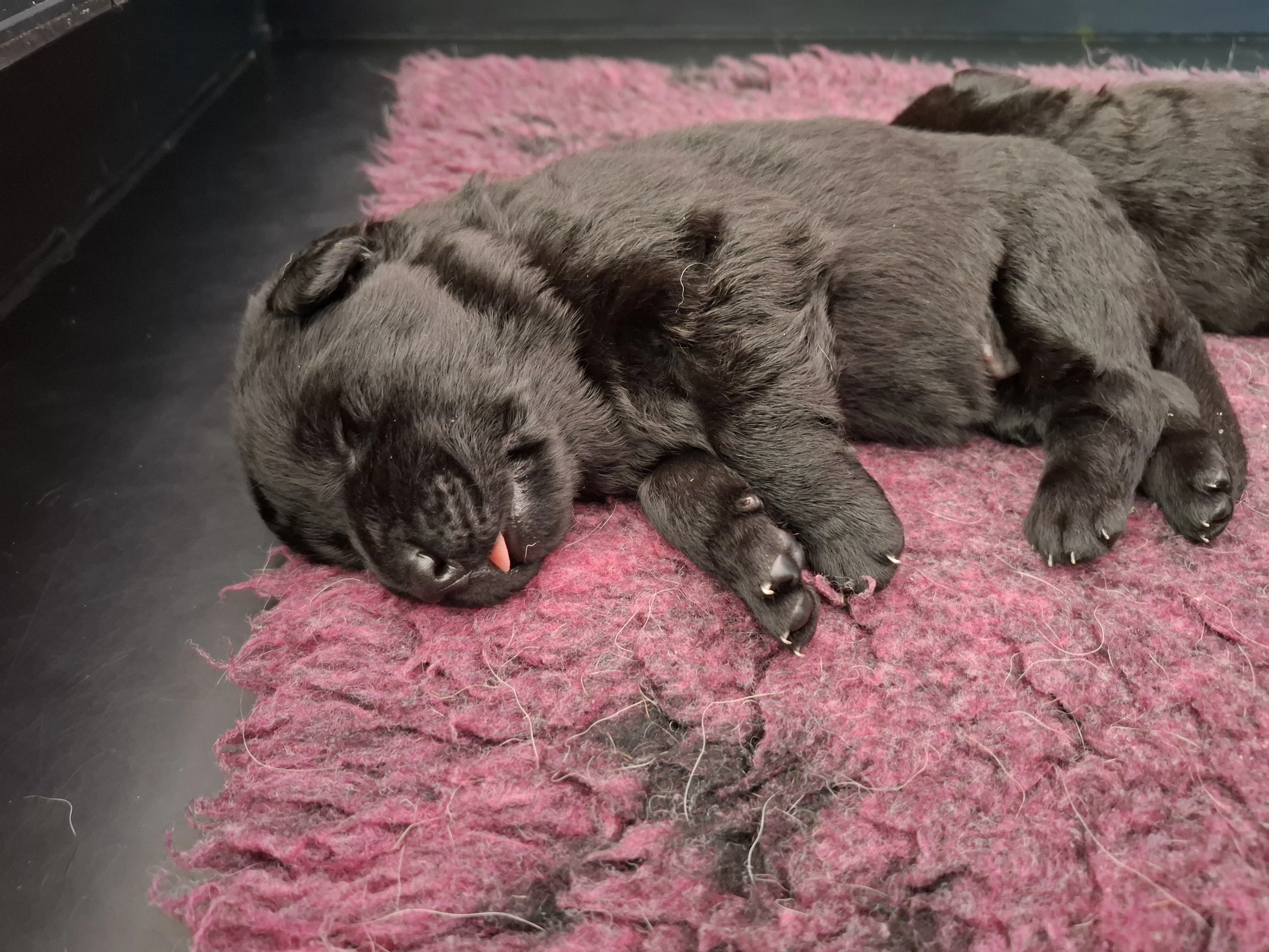 Štěňátka Německý ovčák