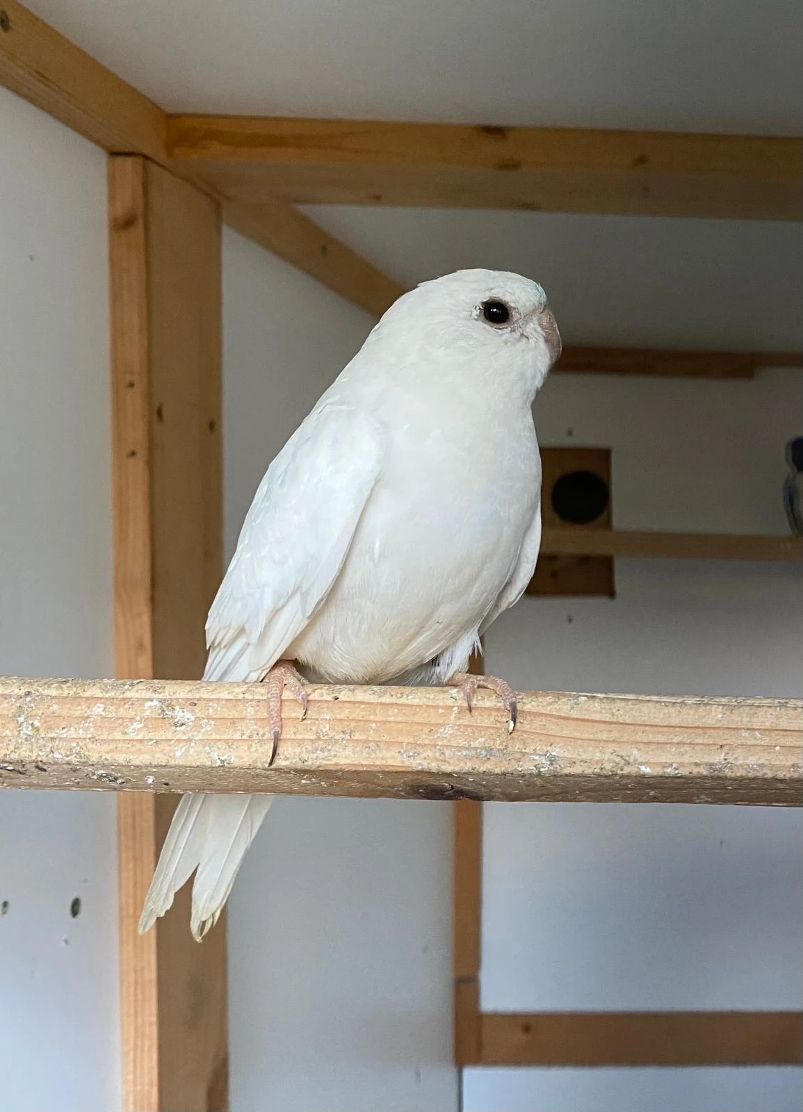 Neofema modrohlava výměna