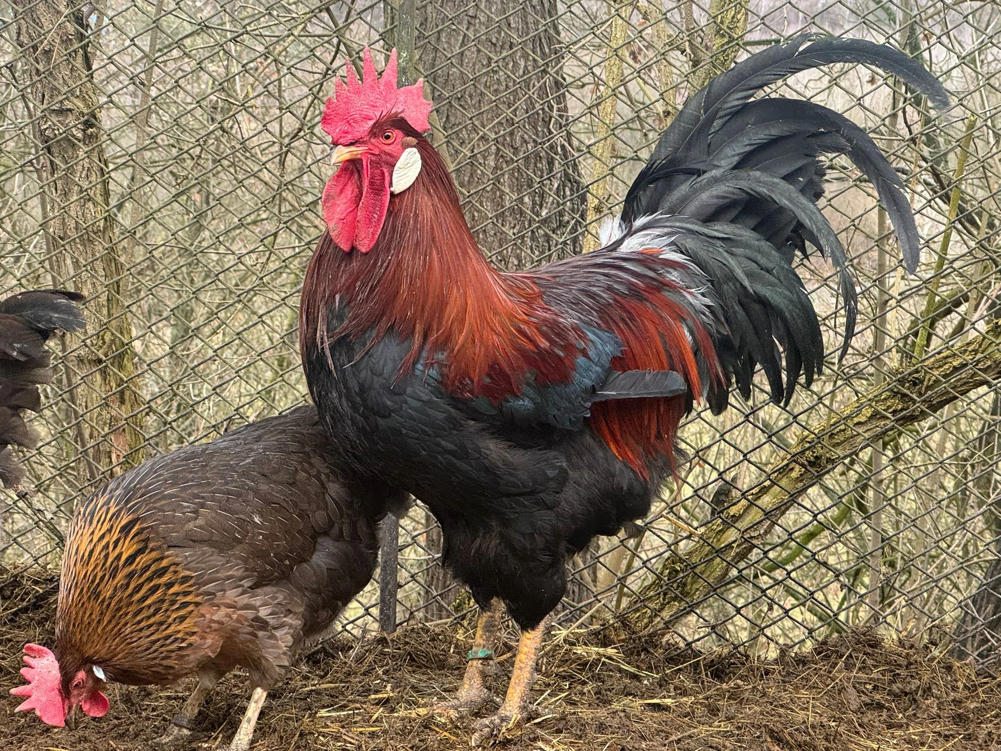 Vlaška koroptví - kohout na výměnu