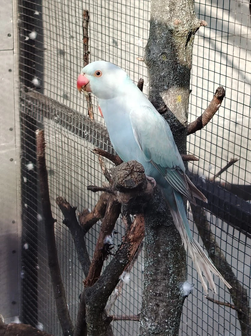 Alexandr malý 2025 (samička