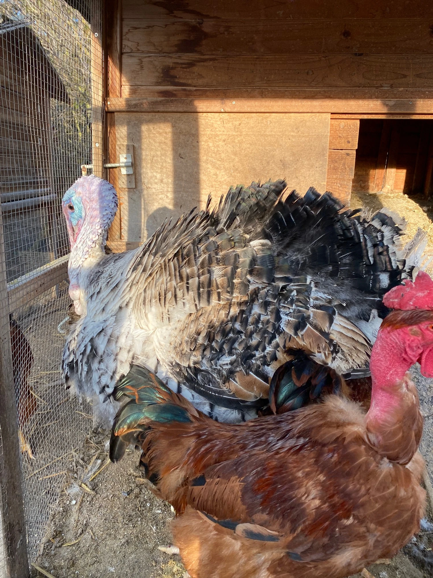 Prodám 2 1.5 leté krocanky