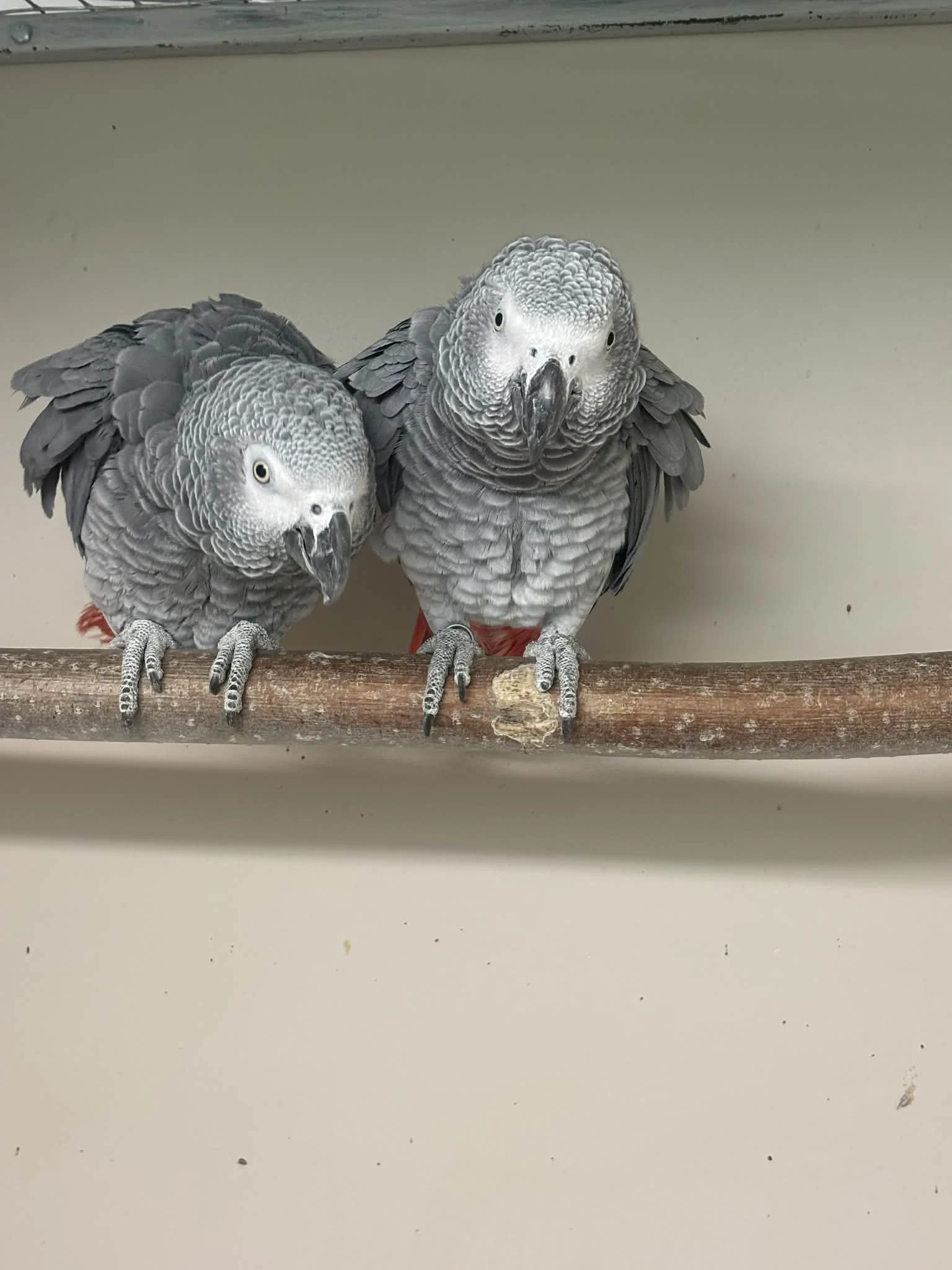 Prodám 1,1 žako šedý