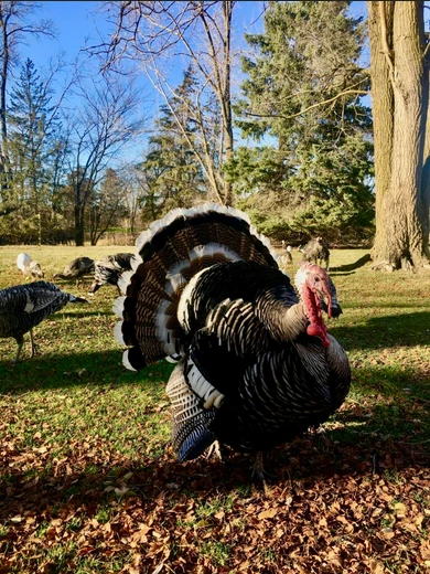 Krocan plemene Narragansett