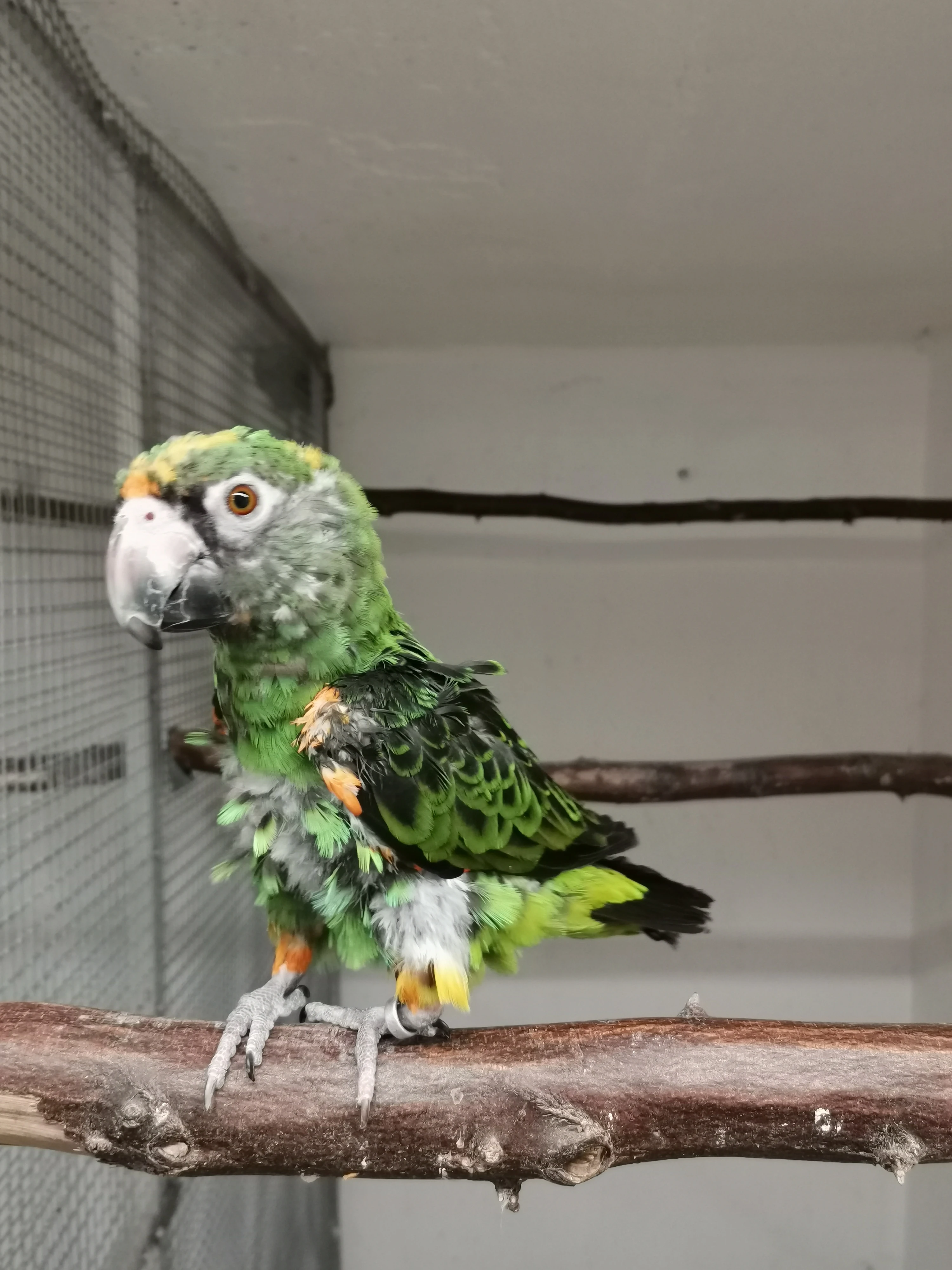 Papoušek konžský fan.