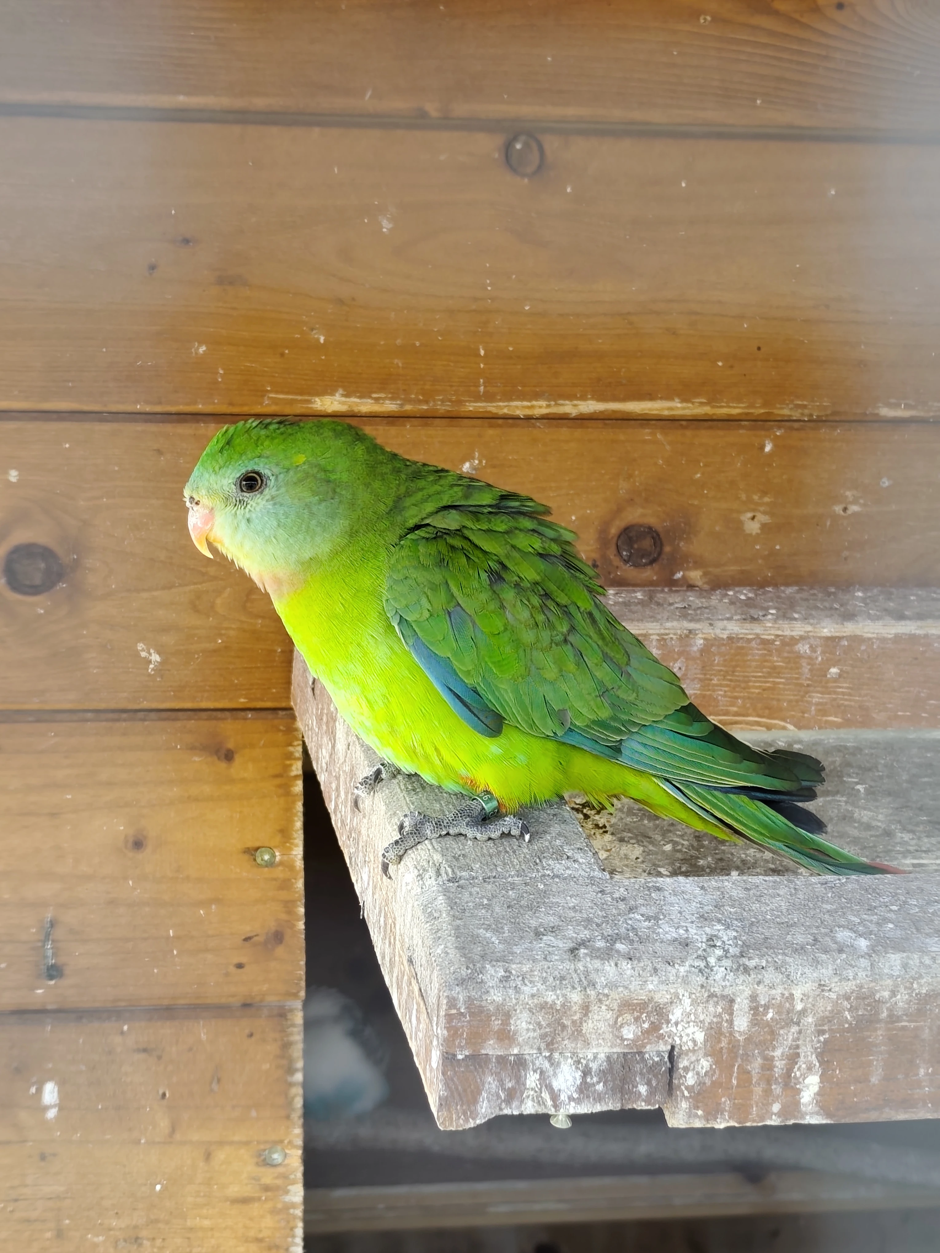 Papoušek nádherný