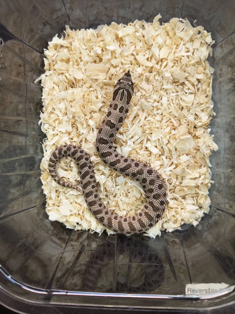 Heterodon nosatý NZ25