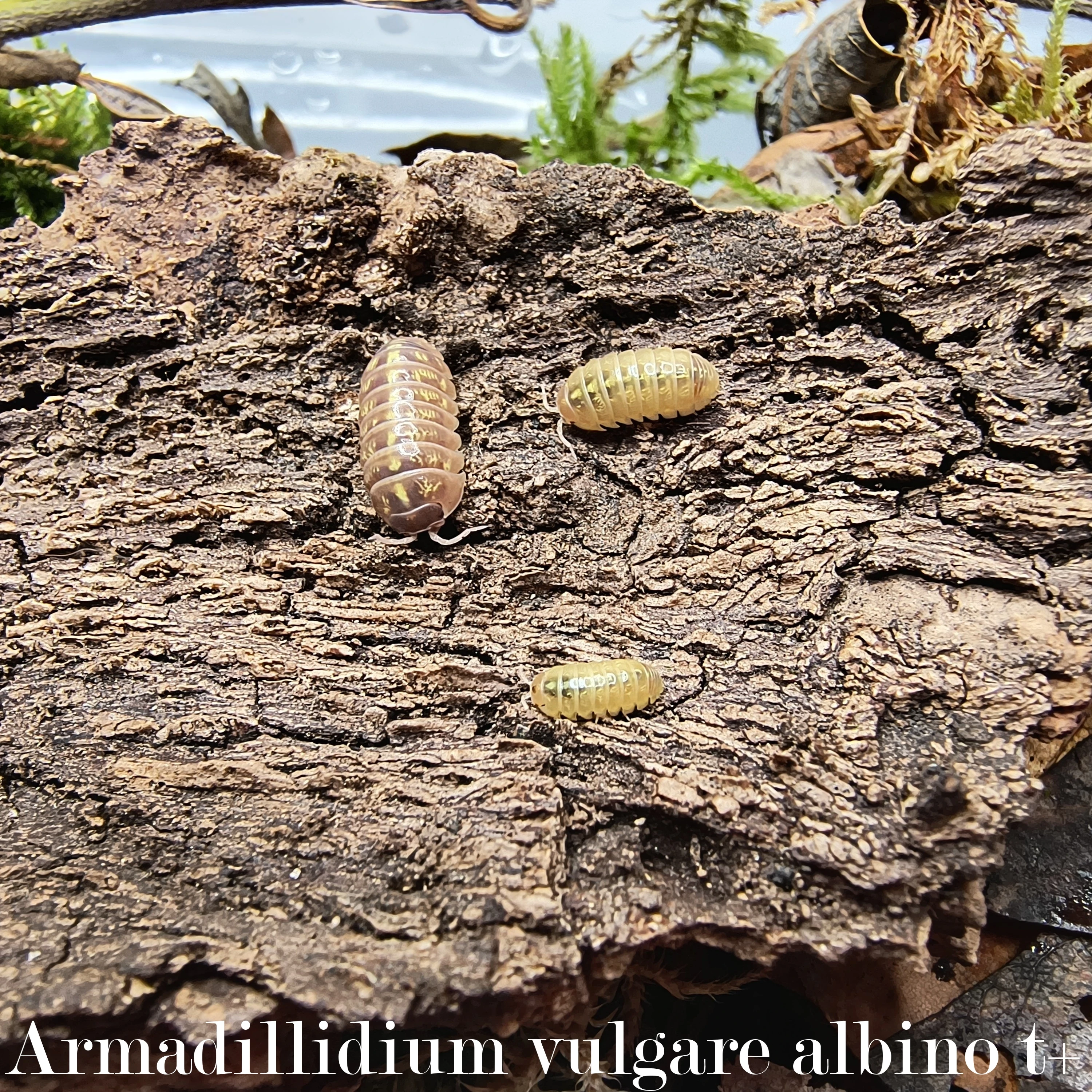 Isopody·stínky·chvostosko ci