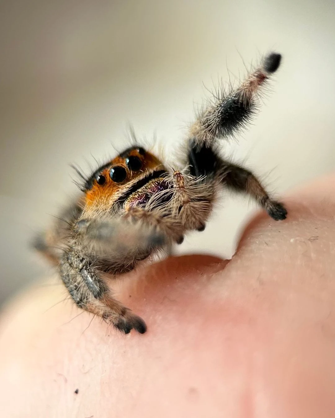 Skákavka královská "Everglades" určené kusy