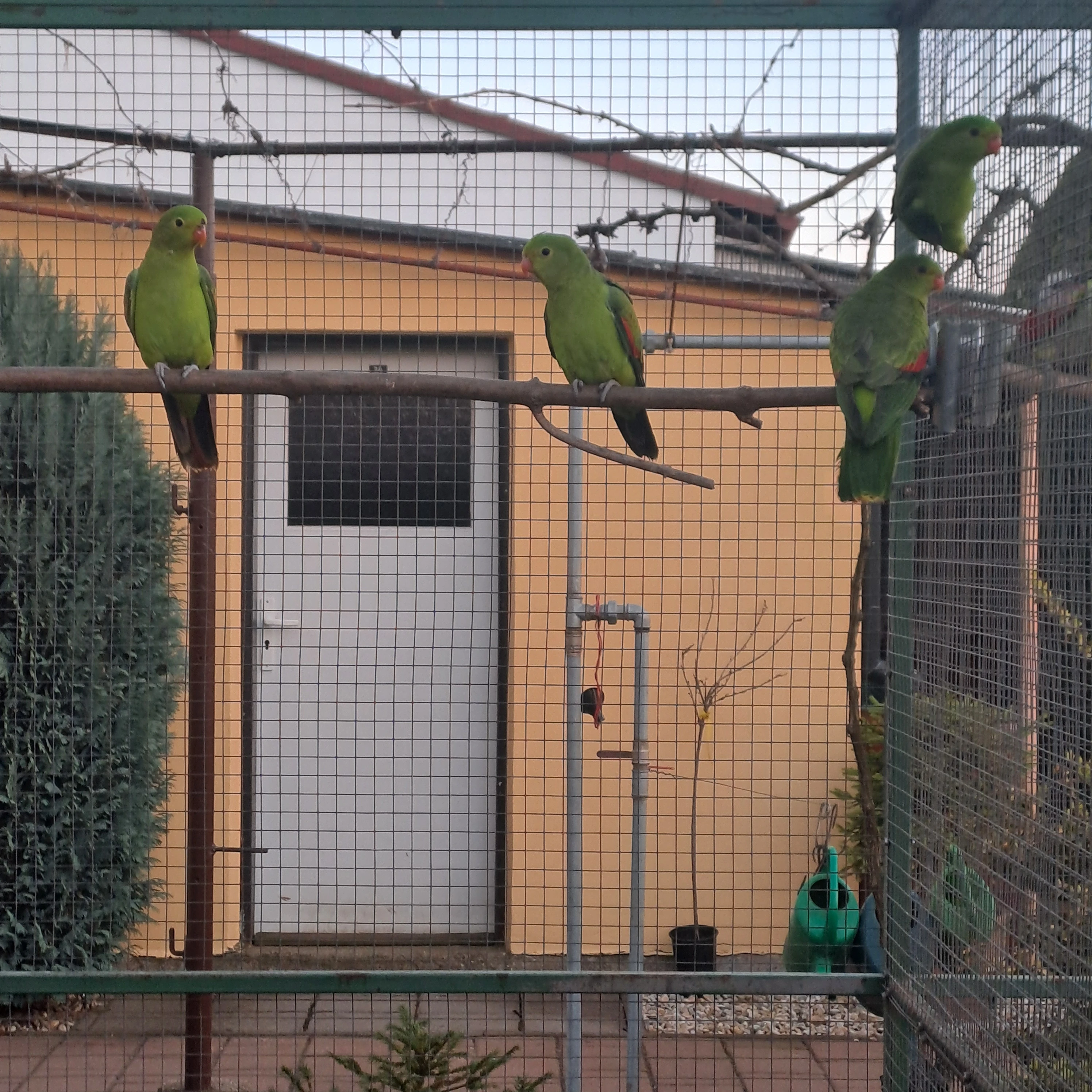 Papoušek červenokřídlý