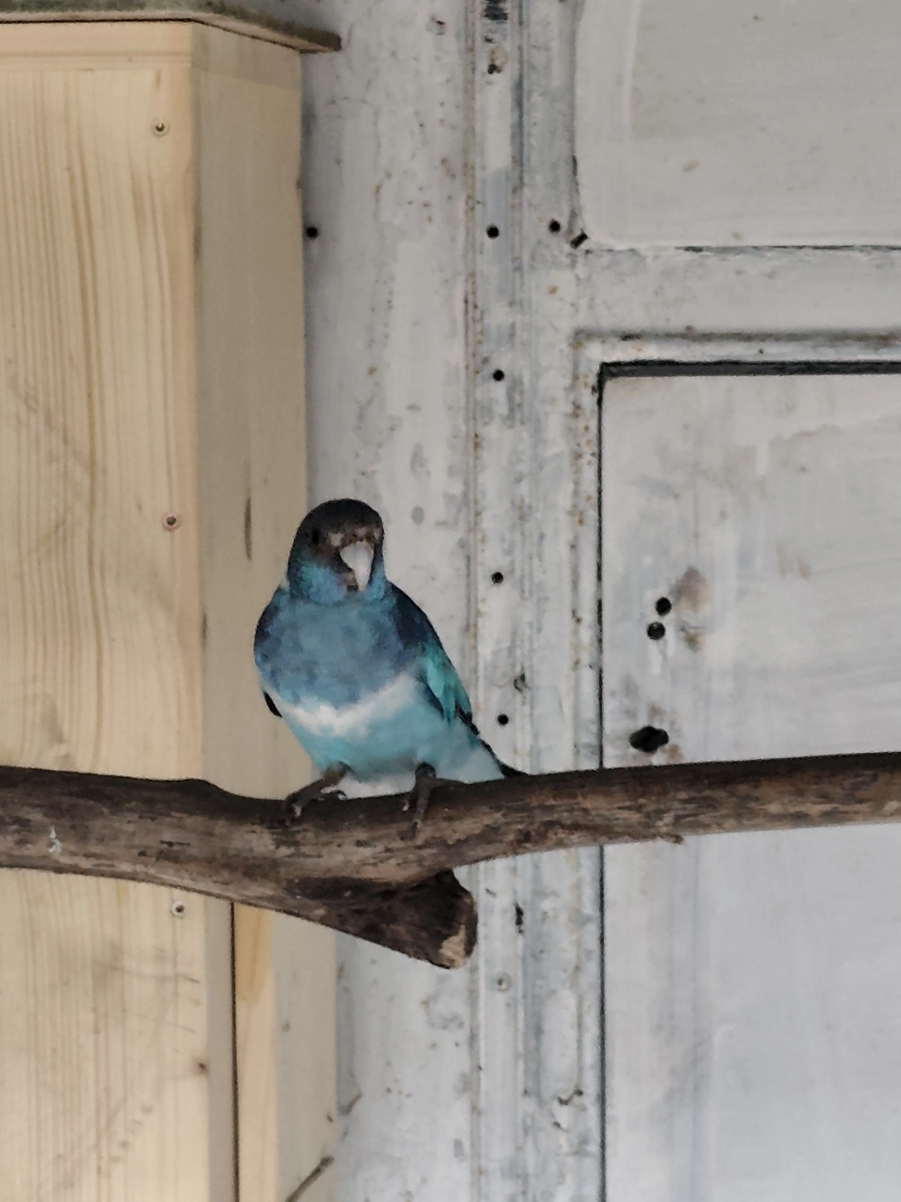 Barnard červenočelý modrý