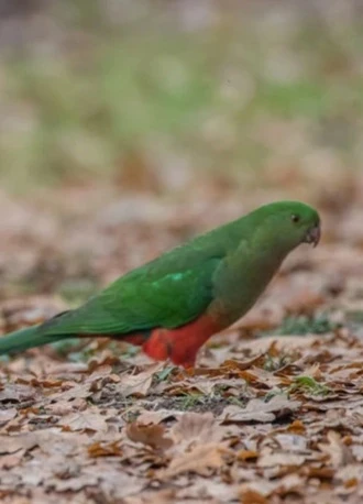 Samice Královského