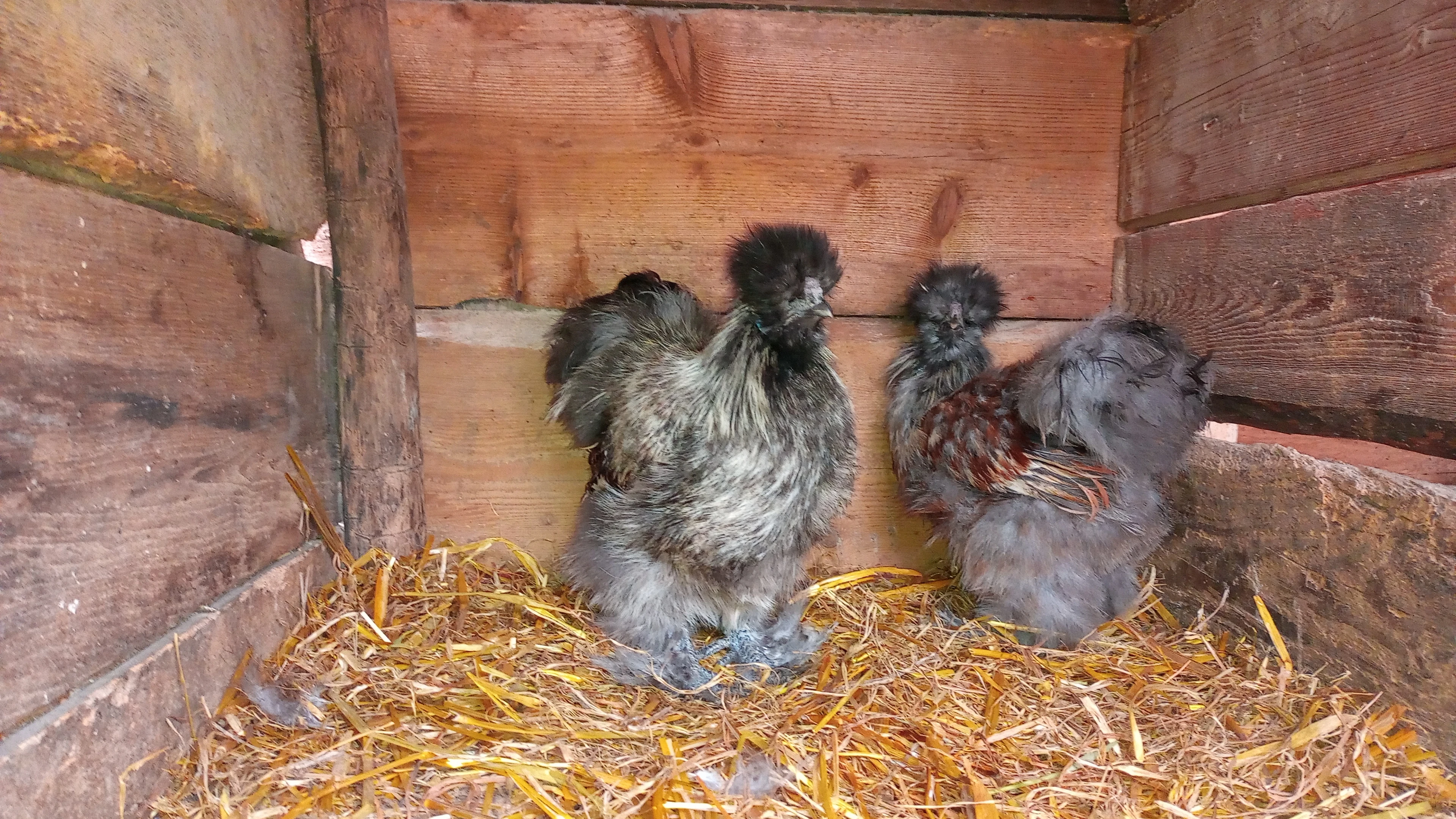 Prodám kohouty hedvabničky