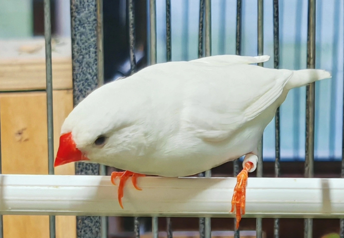 Zebřička pestrá samec