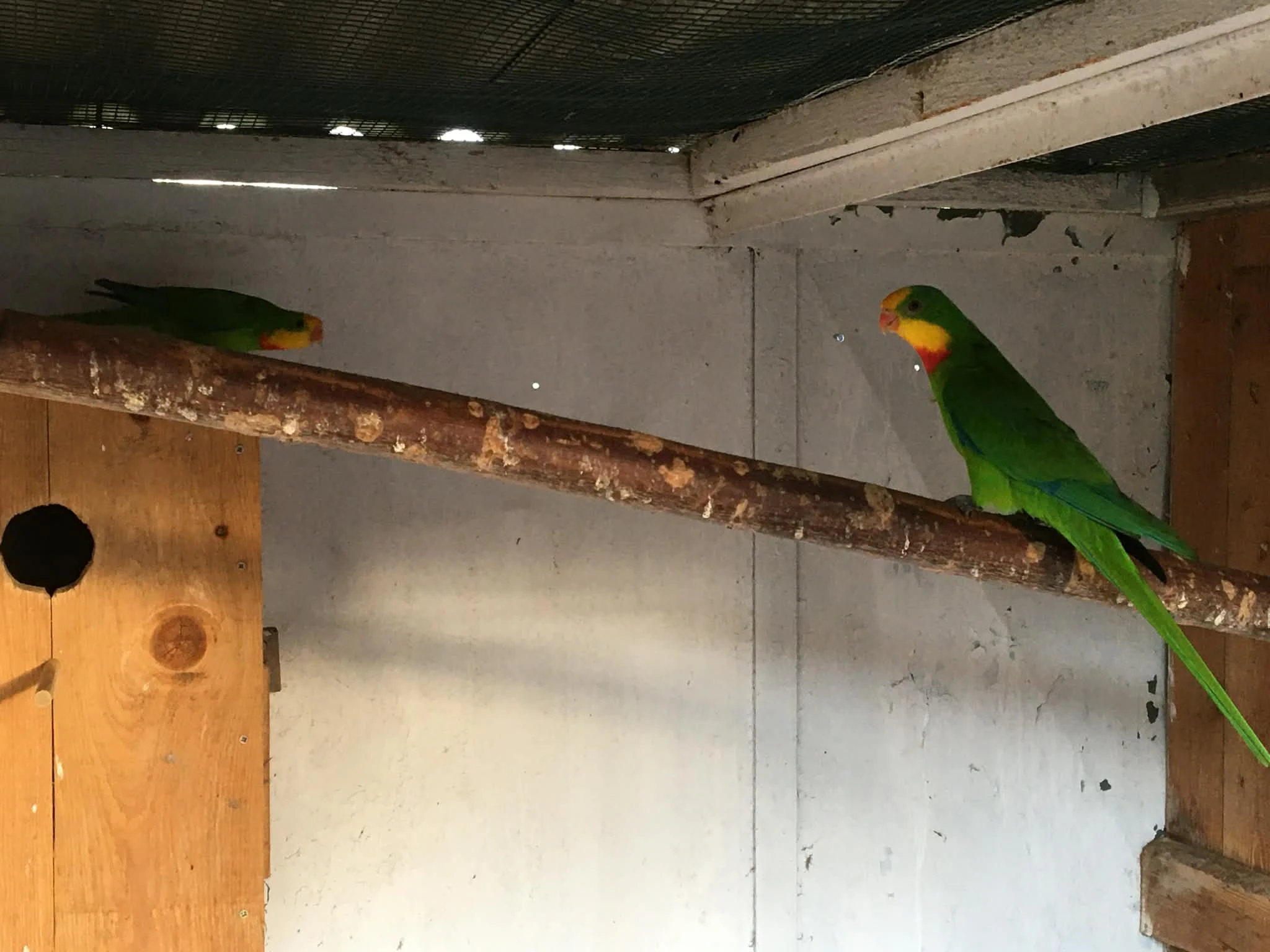 Papoušek Nádherný