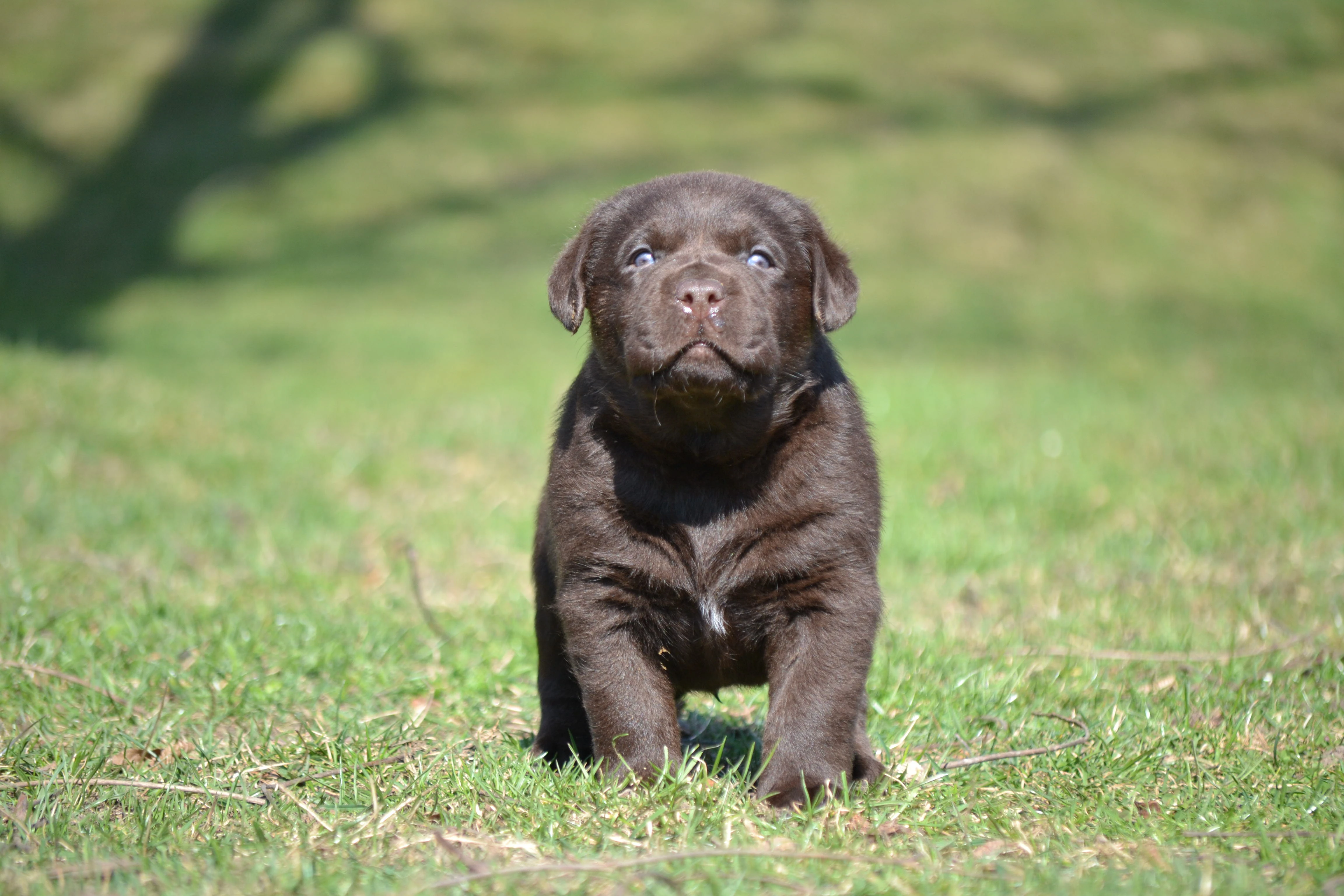 Čokoládová štěňátka Labradorských Retrieverů s PP