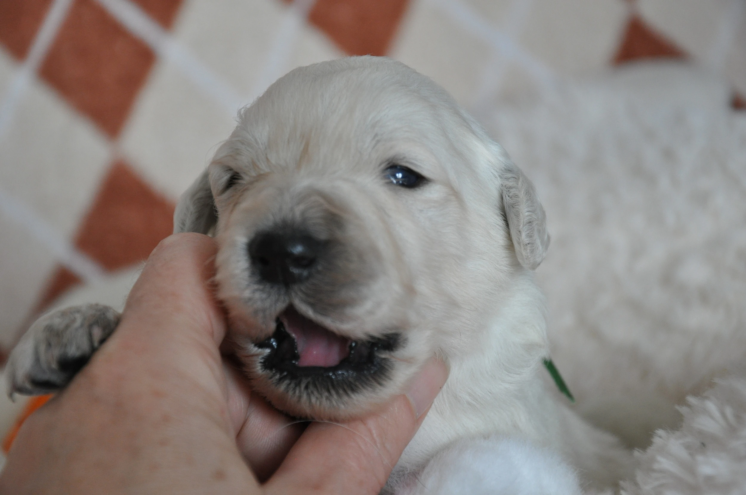 Slovenský čuvač - štěňata s PP