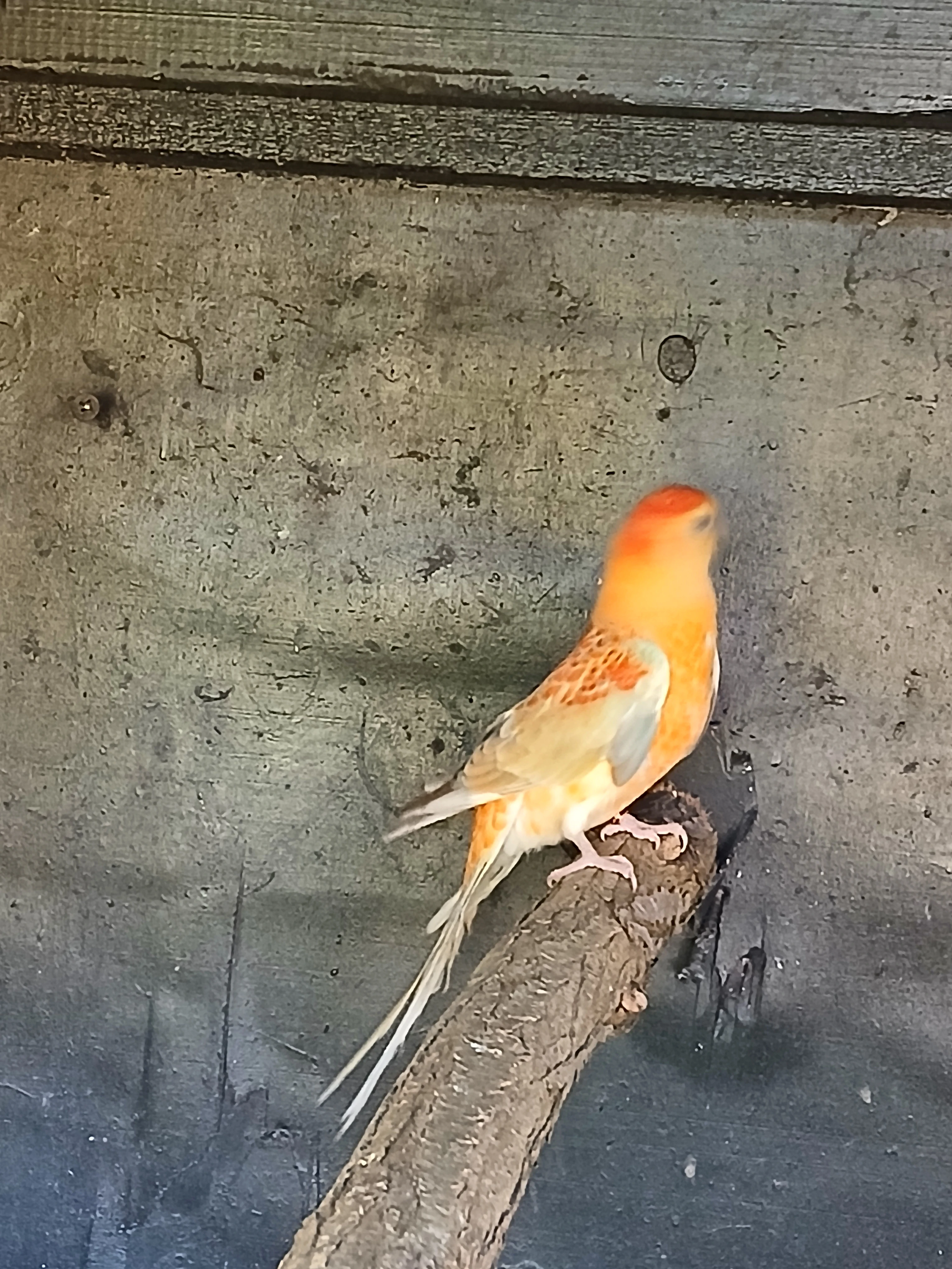 Prodám kakariky, papouška zpěvavého, bourka rubino