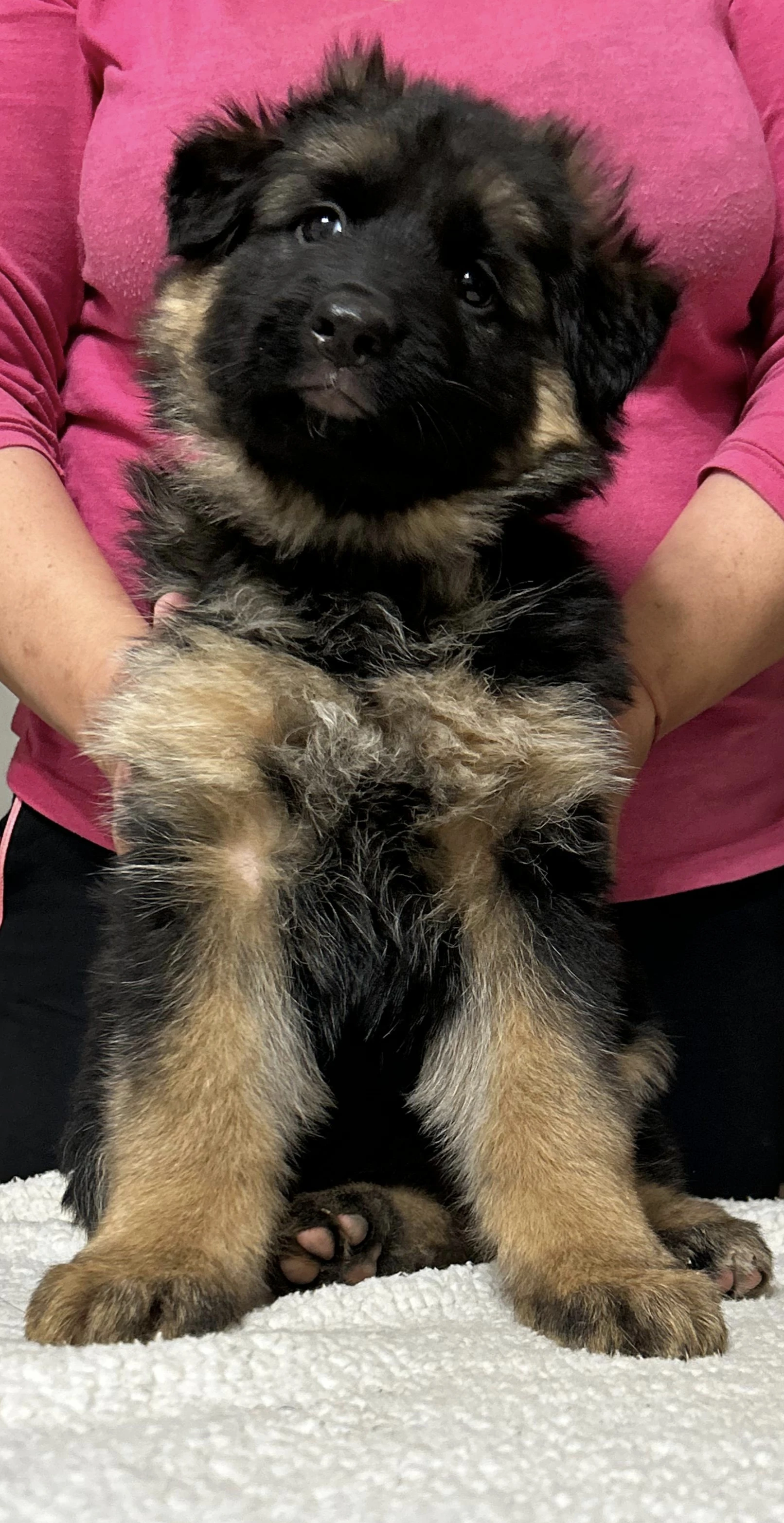 Dlhosrstý nemecký ovčiak