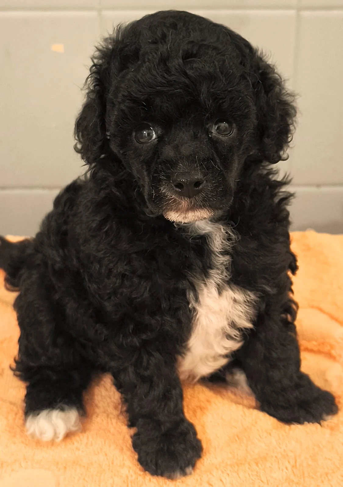 Pudl trpasličí/toy