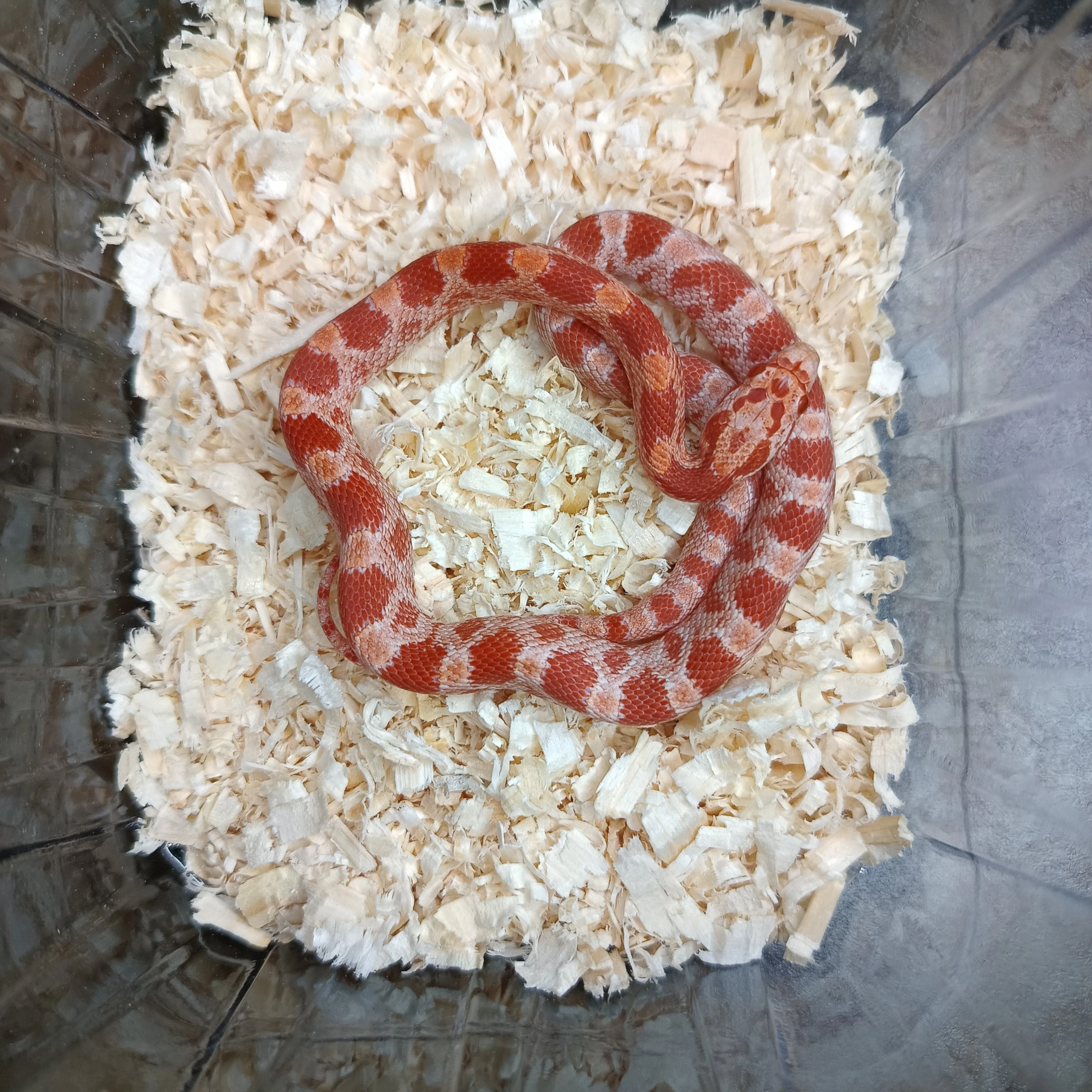 Užovka červená - odchov NZ 2025