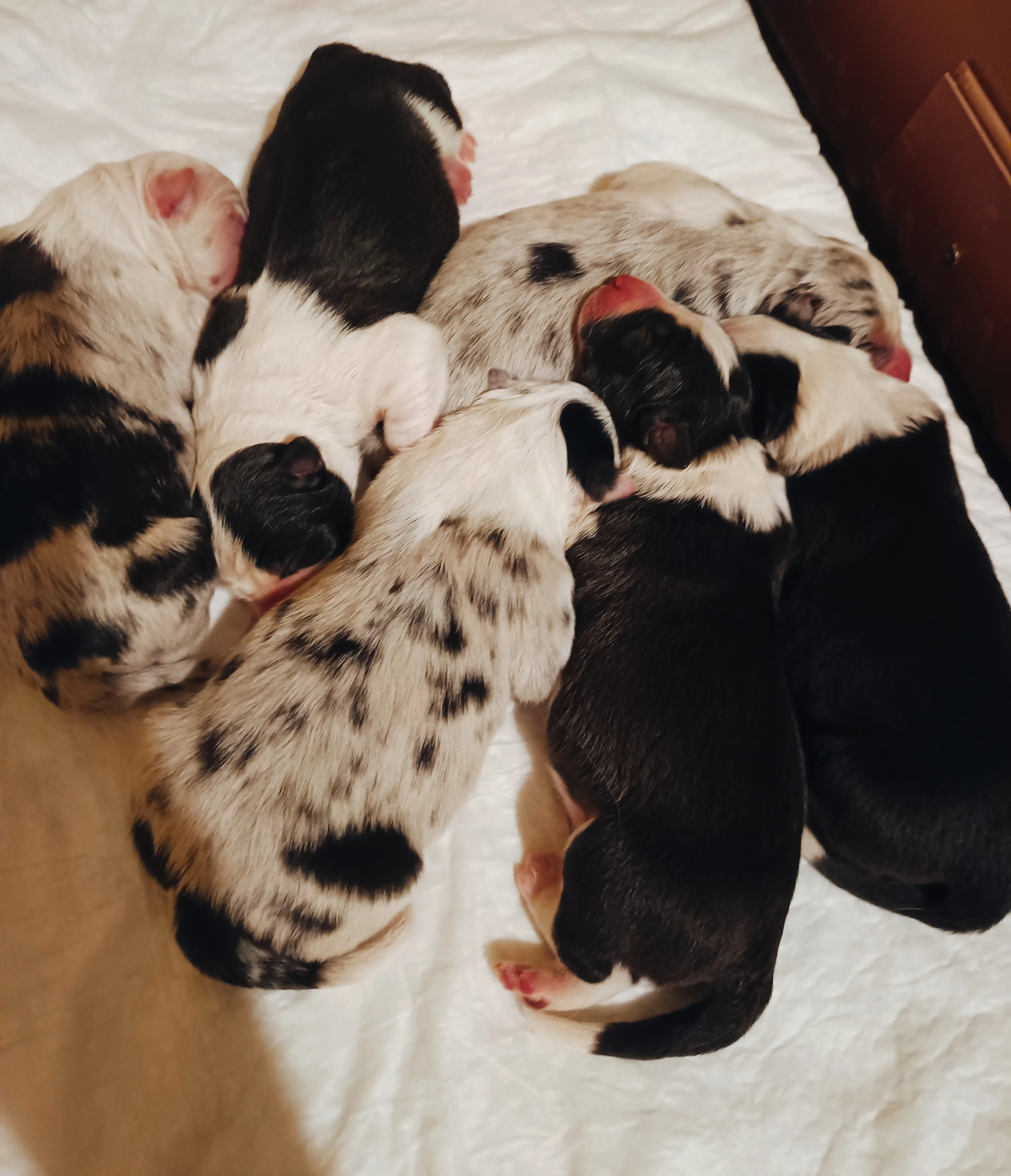 Prodám štěňátka border kolie bez PP