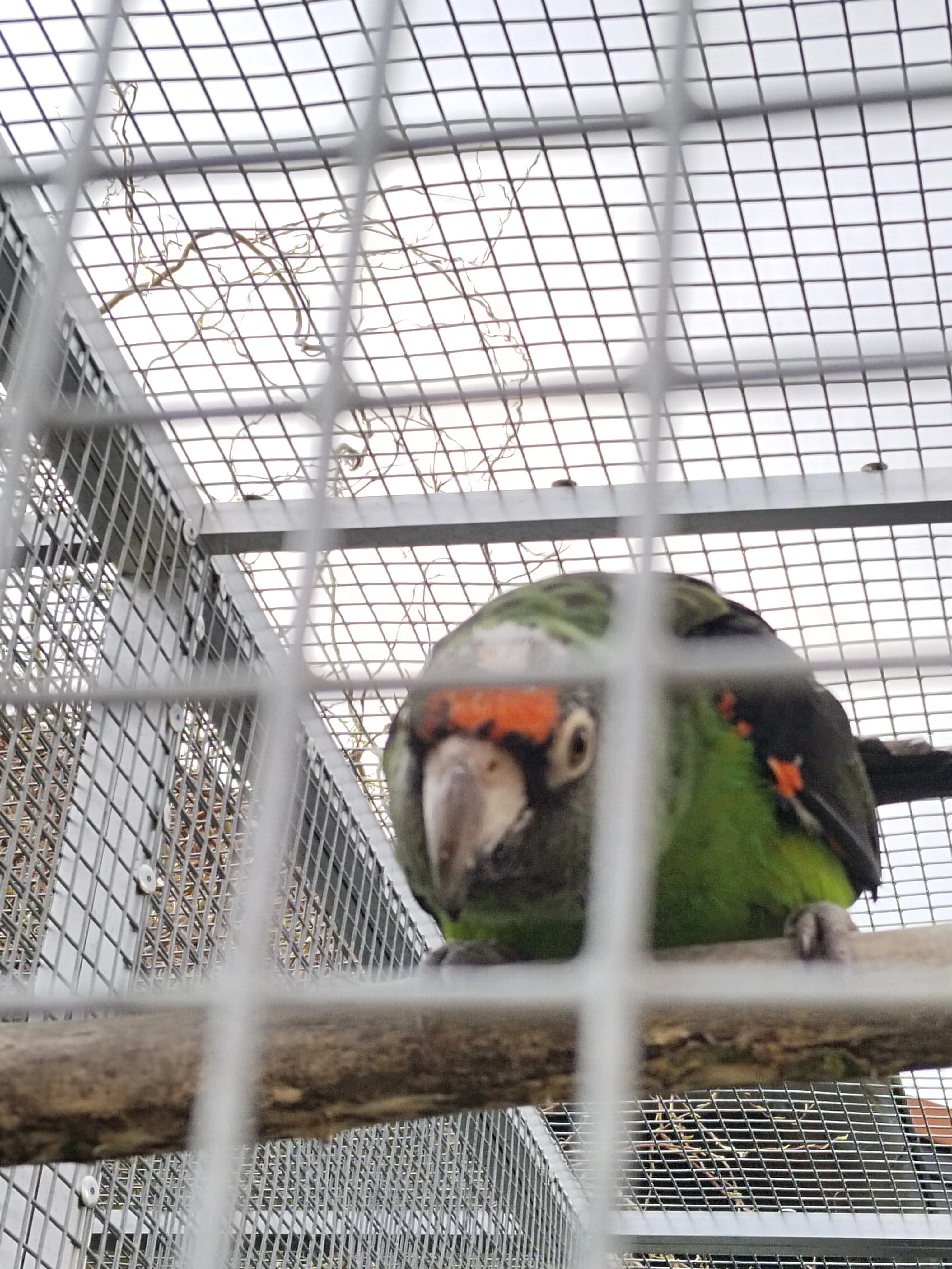 Papoušek konžský gulielmi gulielmi 0,1