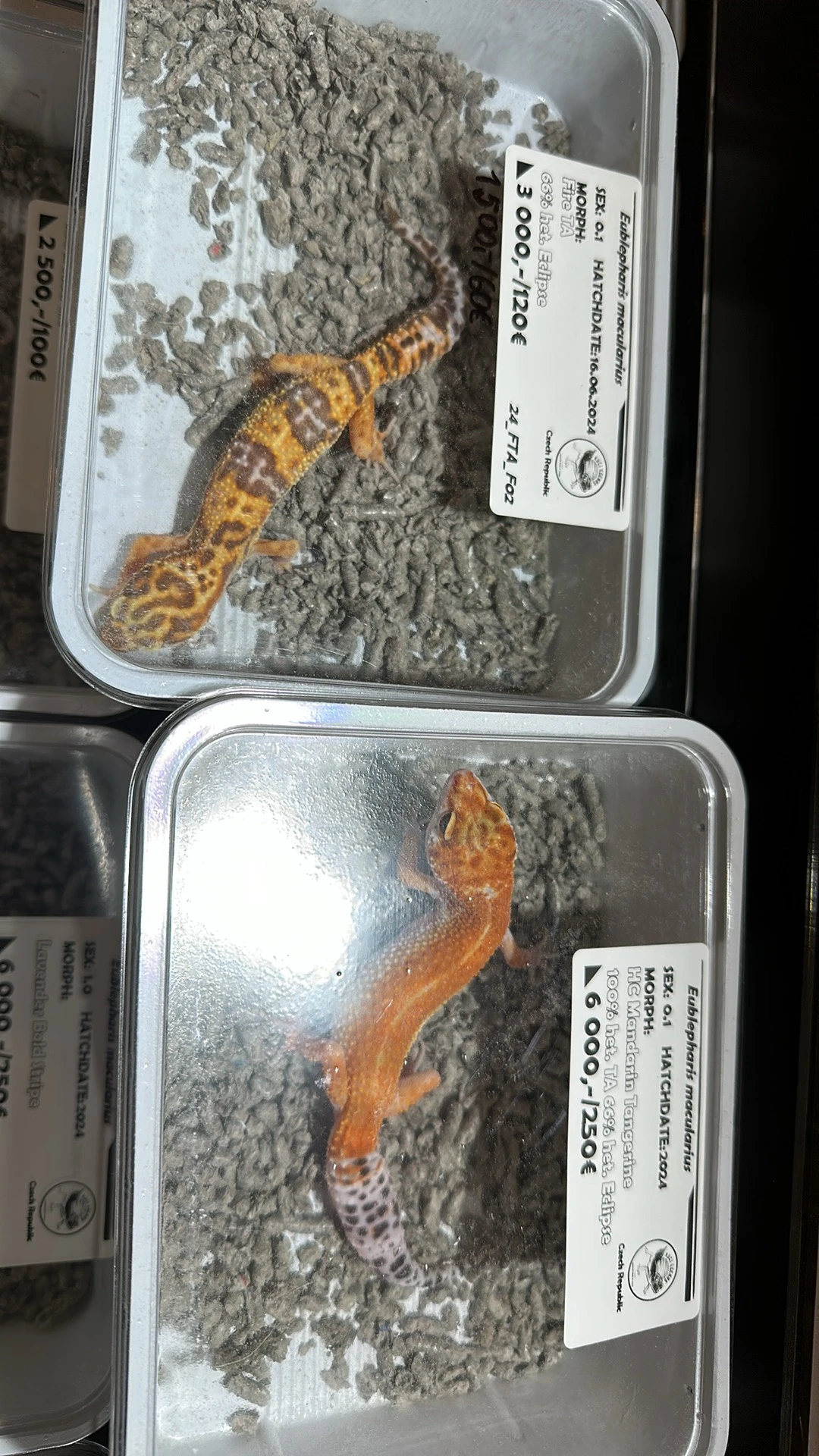 Prodám 2 samice gekončíků nočních