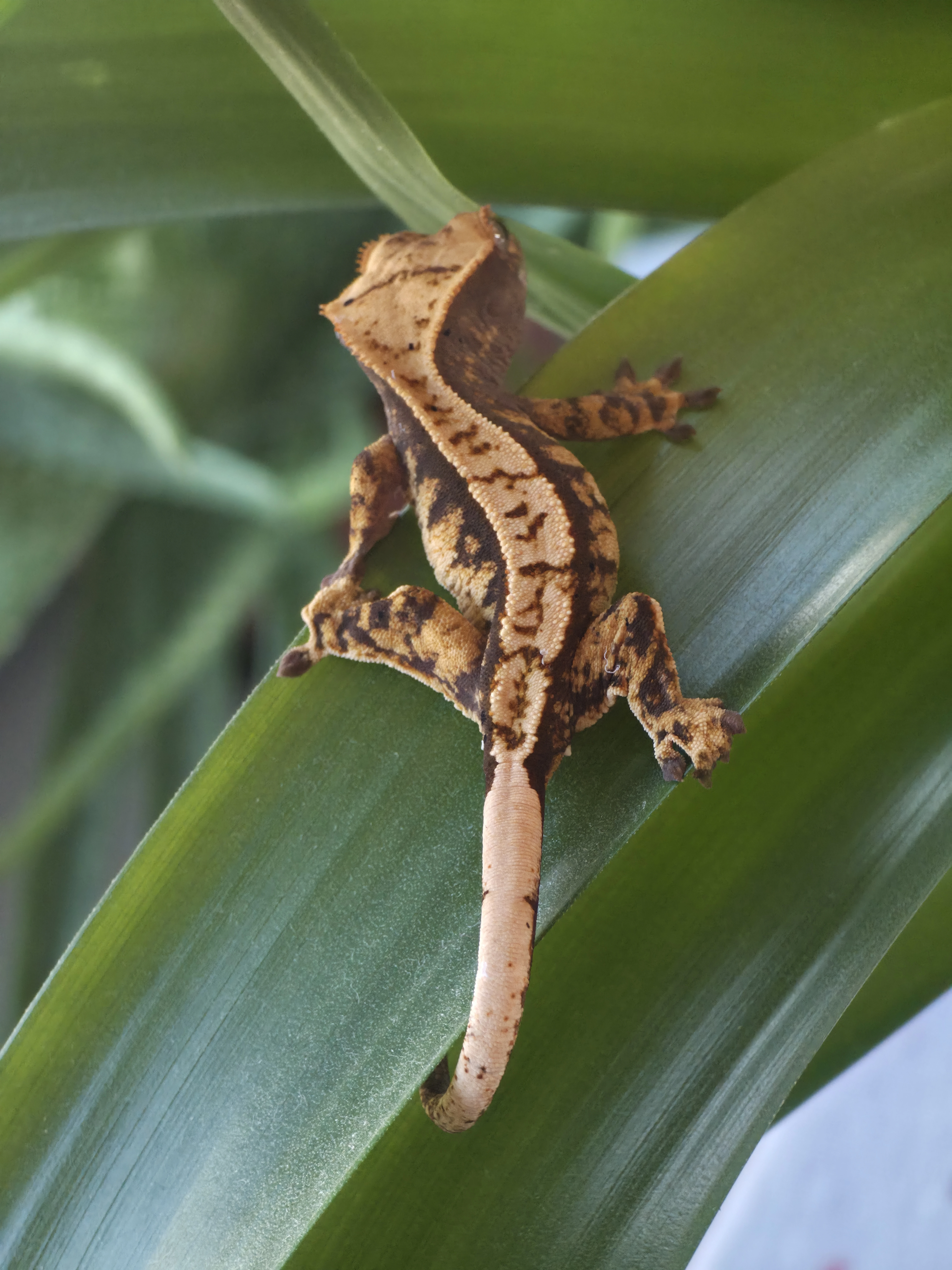 Pagekon řasnatý mládě